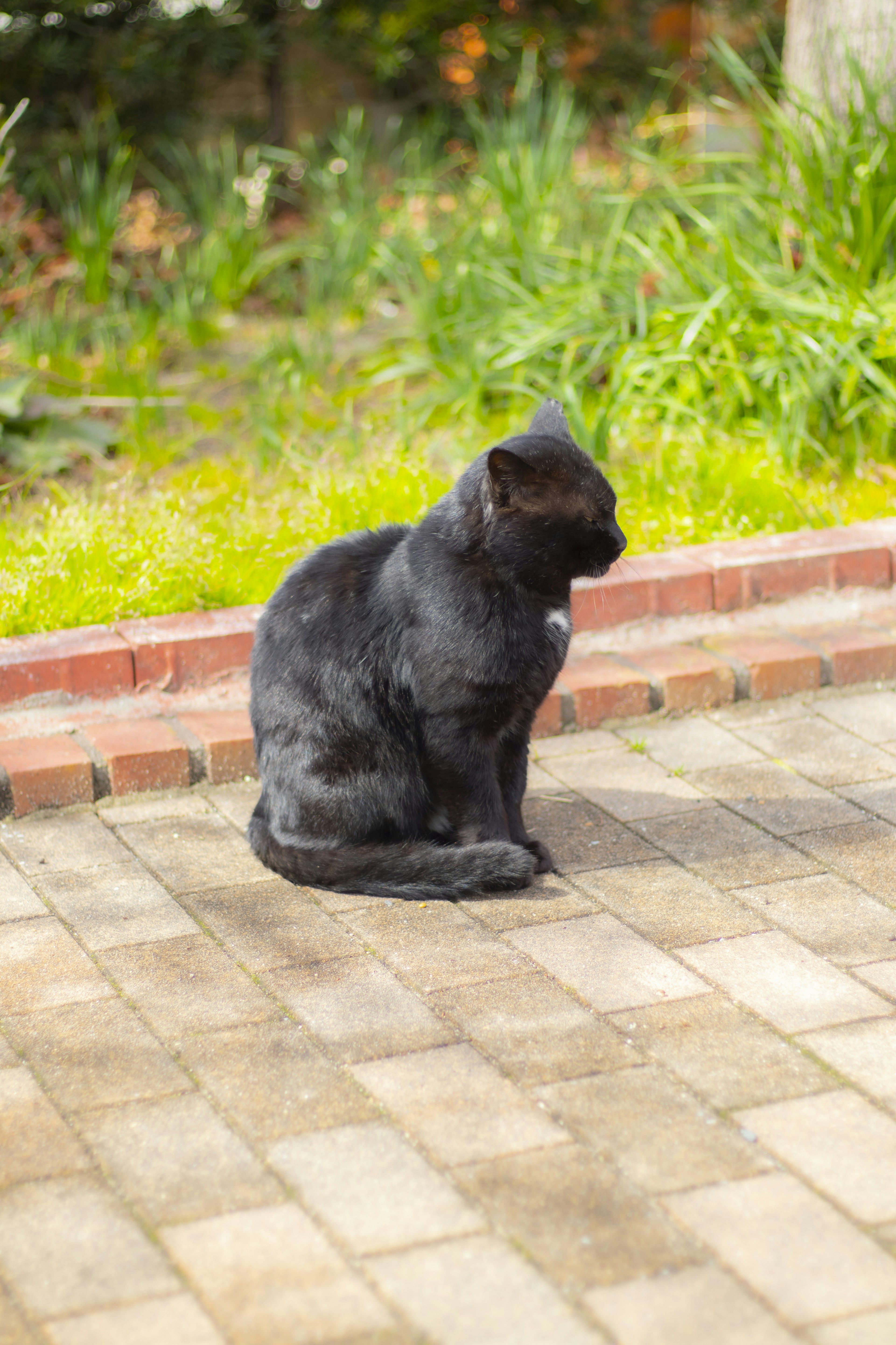 A black cat sitting on a tiled outdoor area