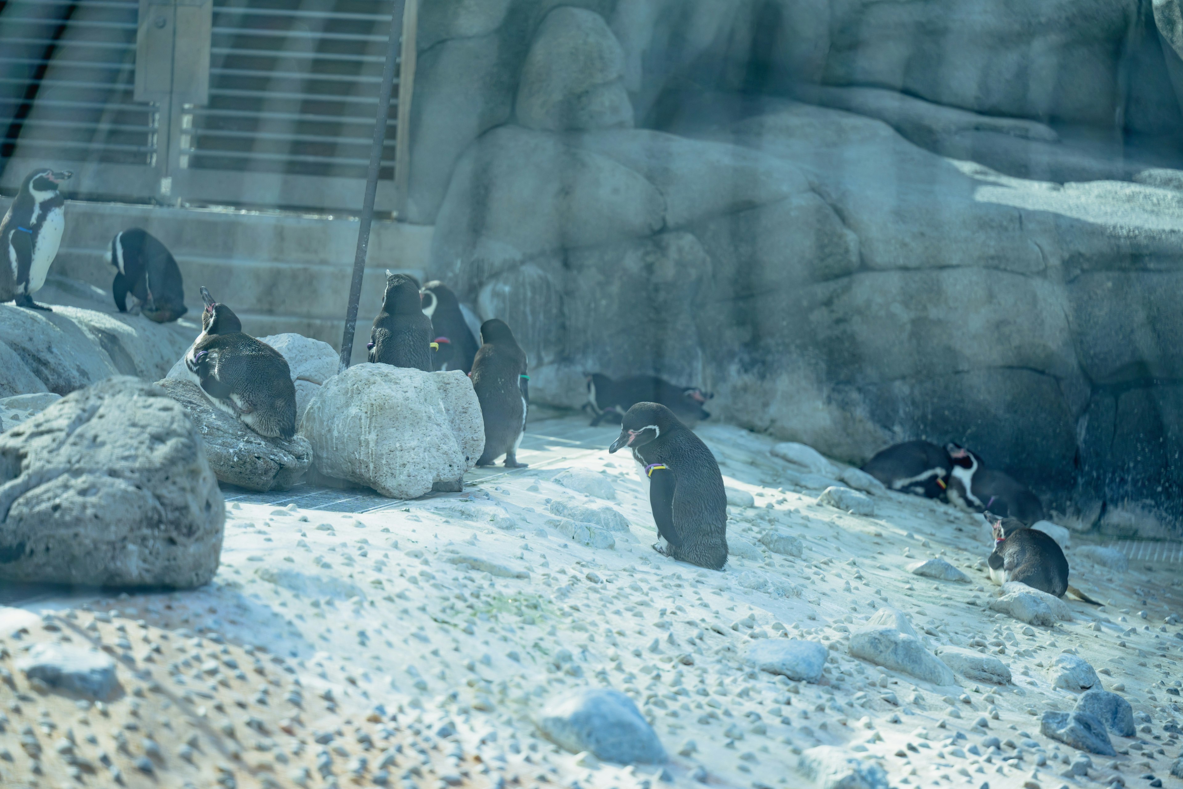 Gruppo di pinguini su un terreno ghiacciato con rocce sullo sfondo