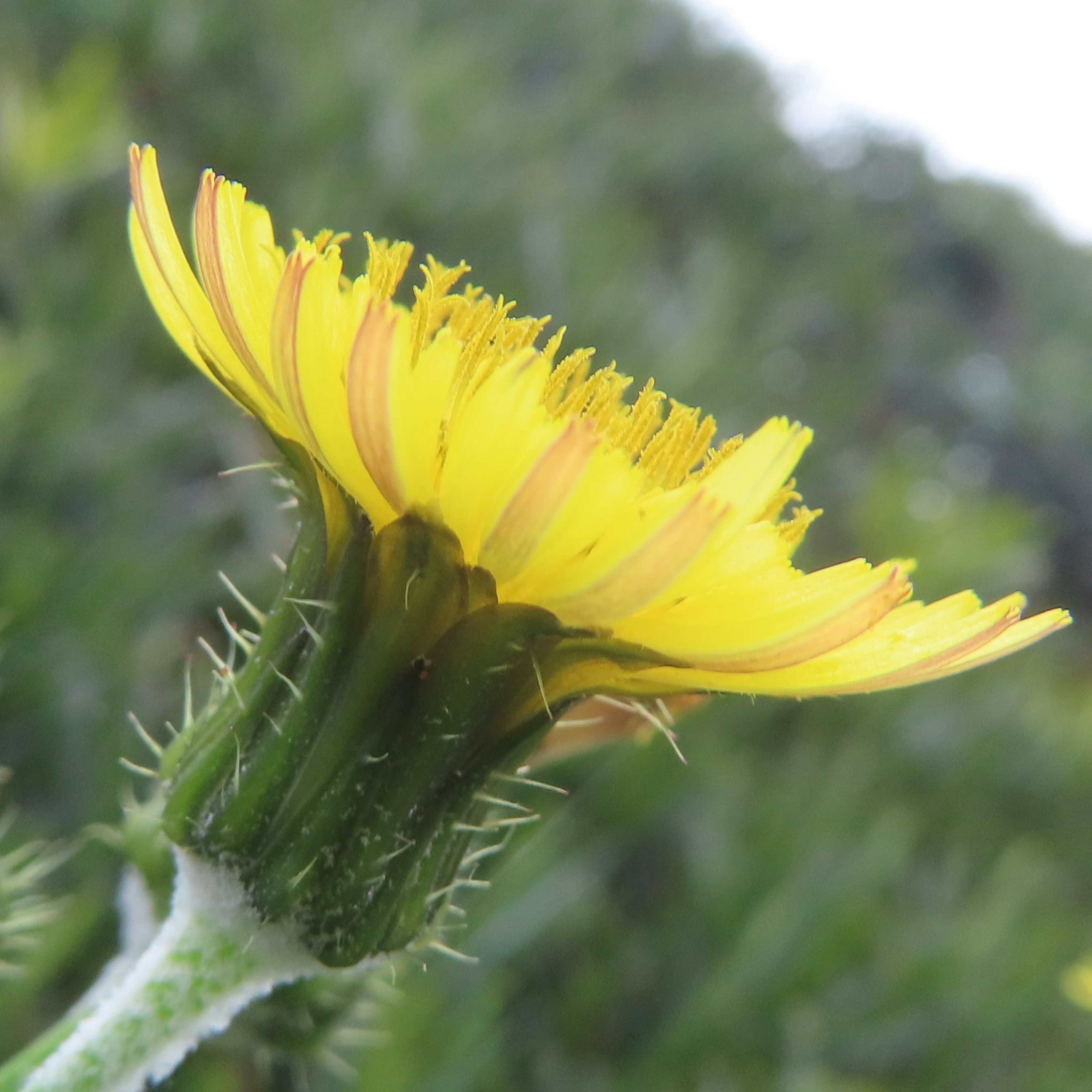 黄色い花びらを持つトゲのある植物の側面のクローズアップ