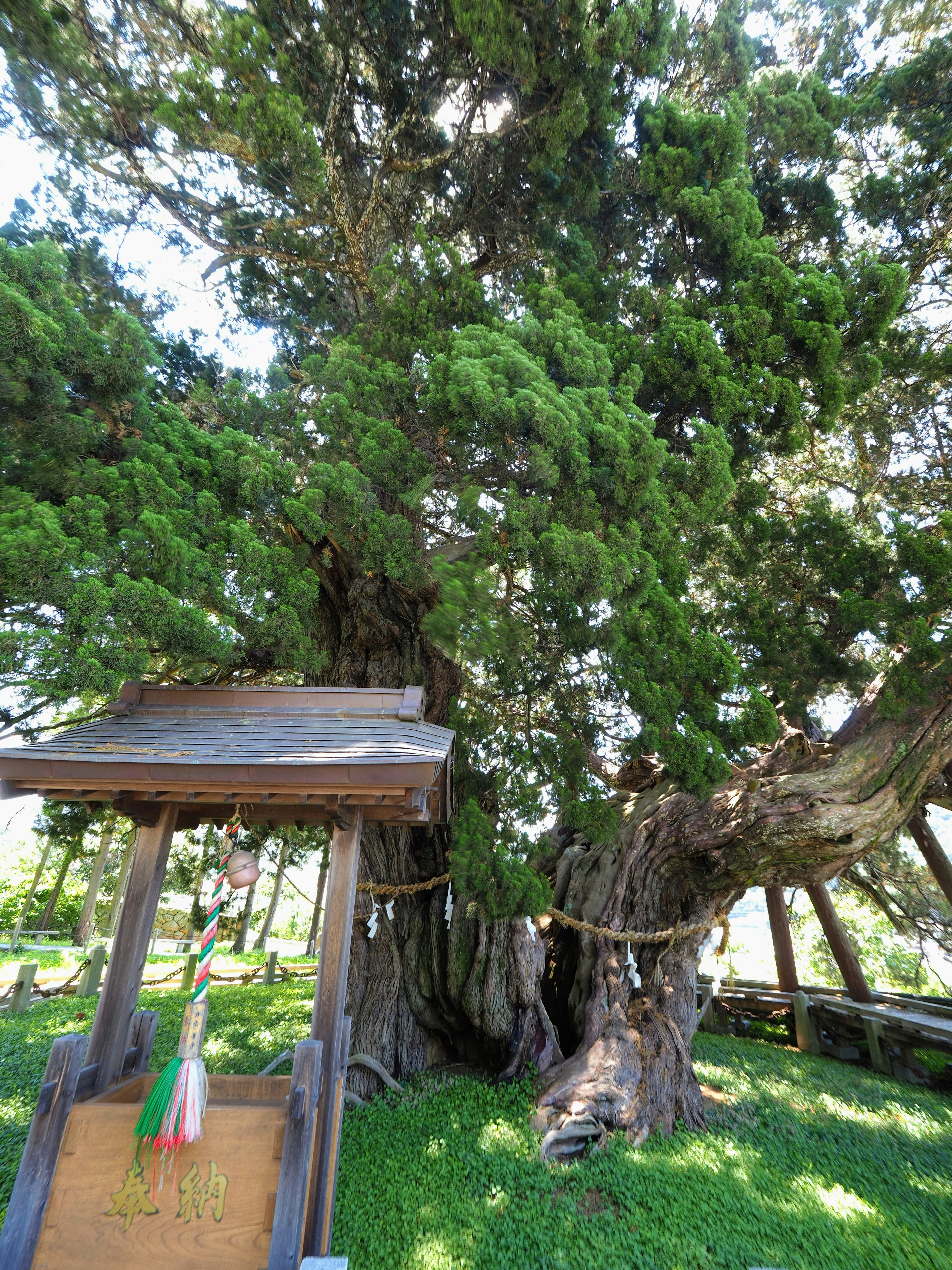 Großer grüner Baum mit einer schreinähnlichen Struktur im Vordergrund