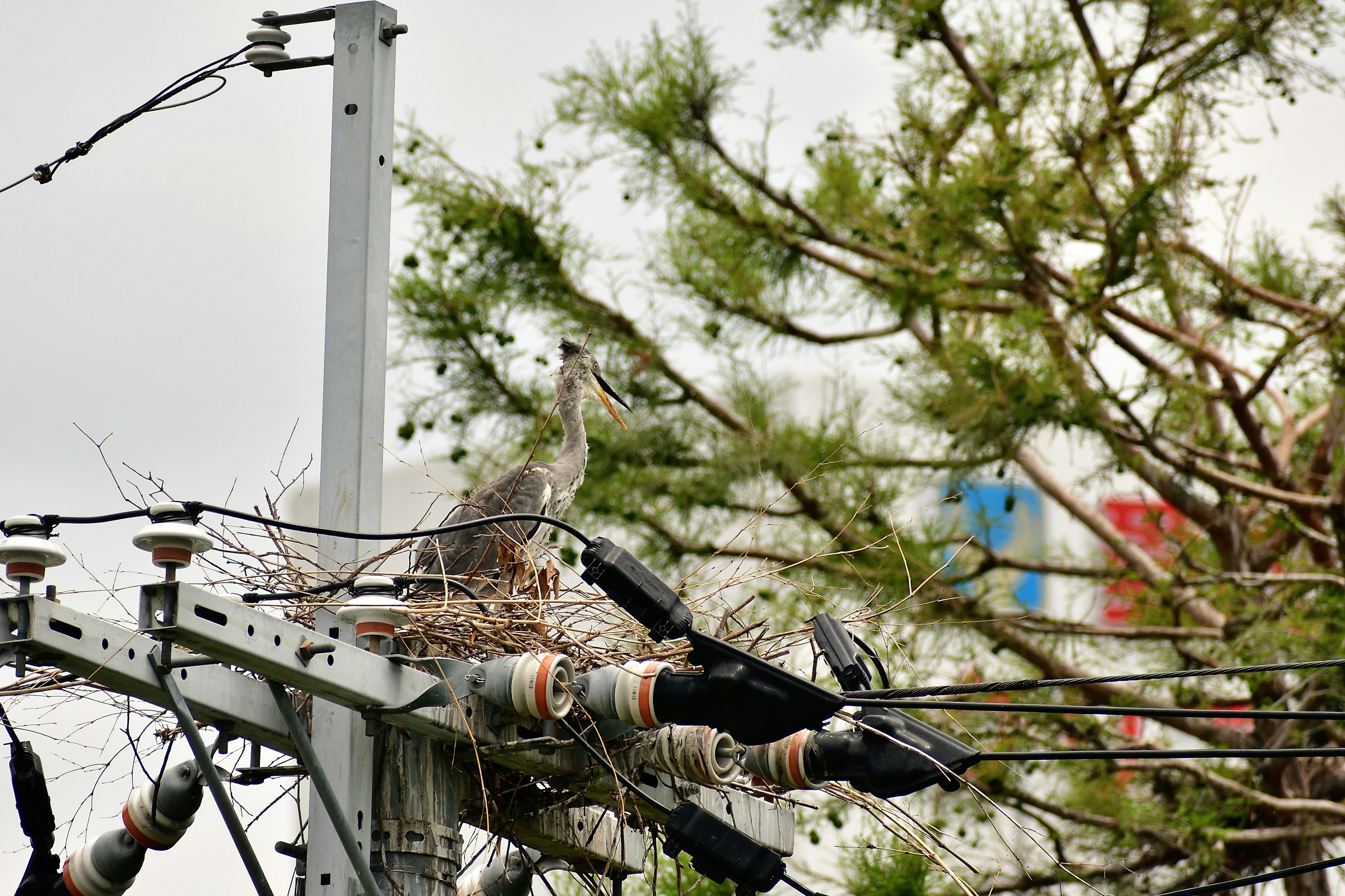 Nido de pájaros en un poste de electricidad rodeado de árboles