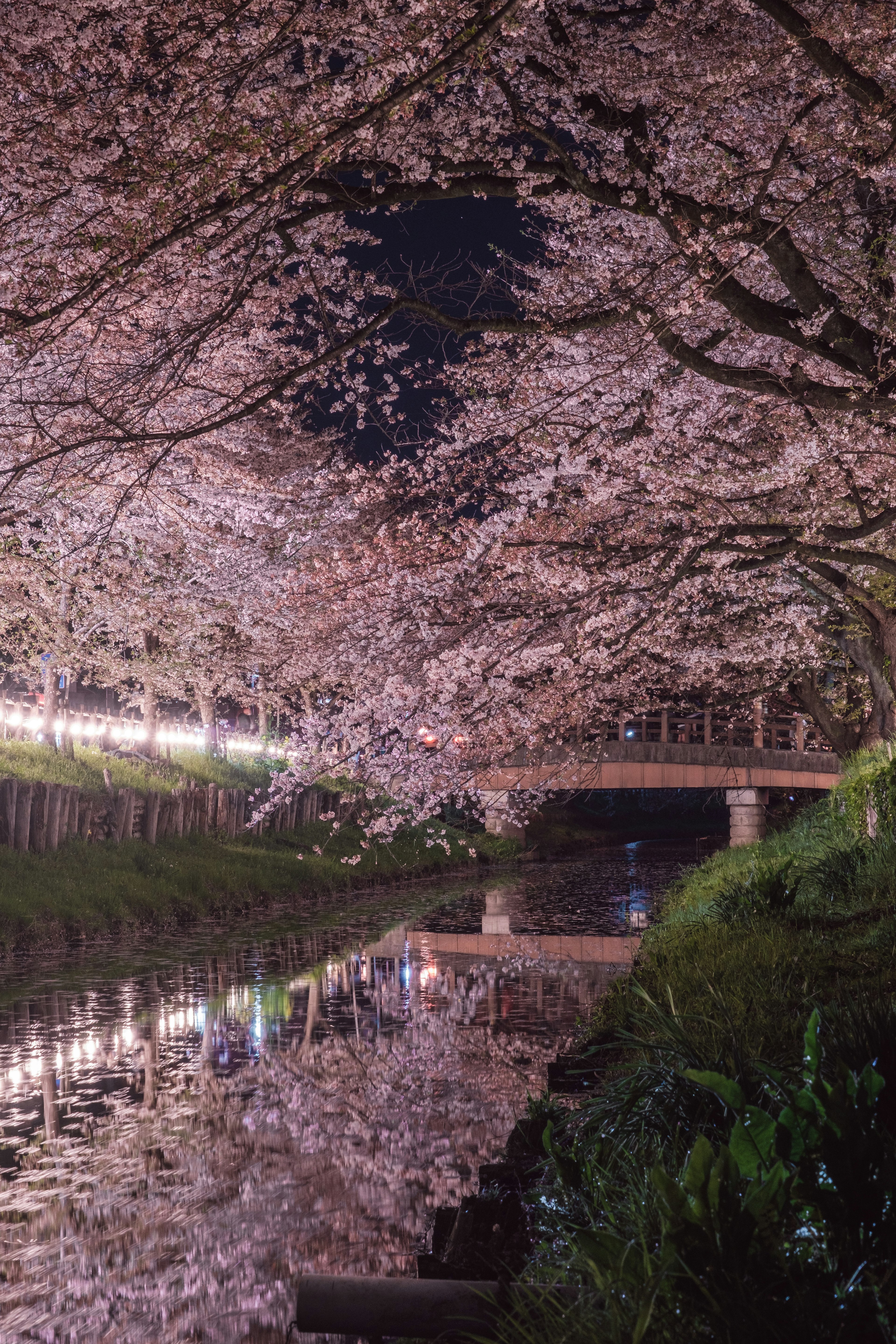 Pemandangan malam bunga sakura yang memantul di sungai dengan pohon berbunga di atas jembatan