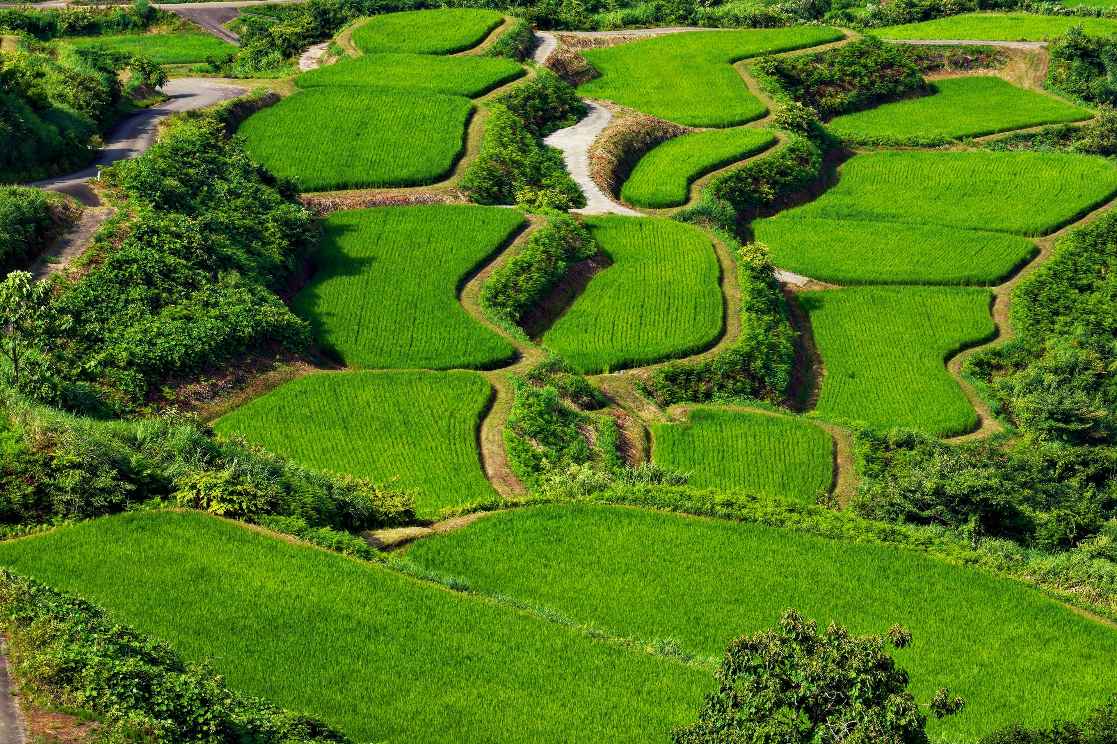 Vista aérea de campos de arroz en terrazas verdes