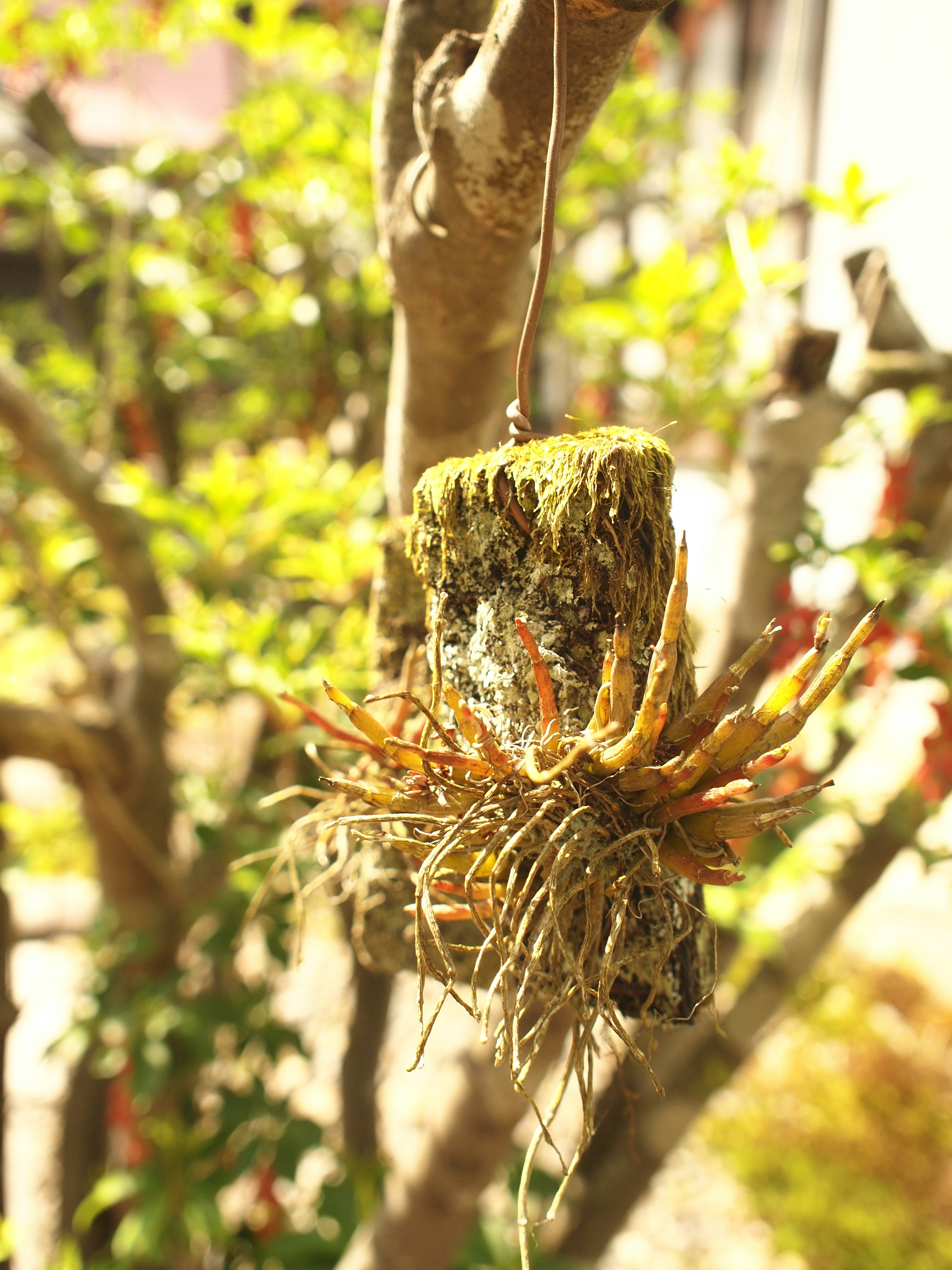 A hanging arrangement of succulent plants and moss on a tree branch