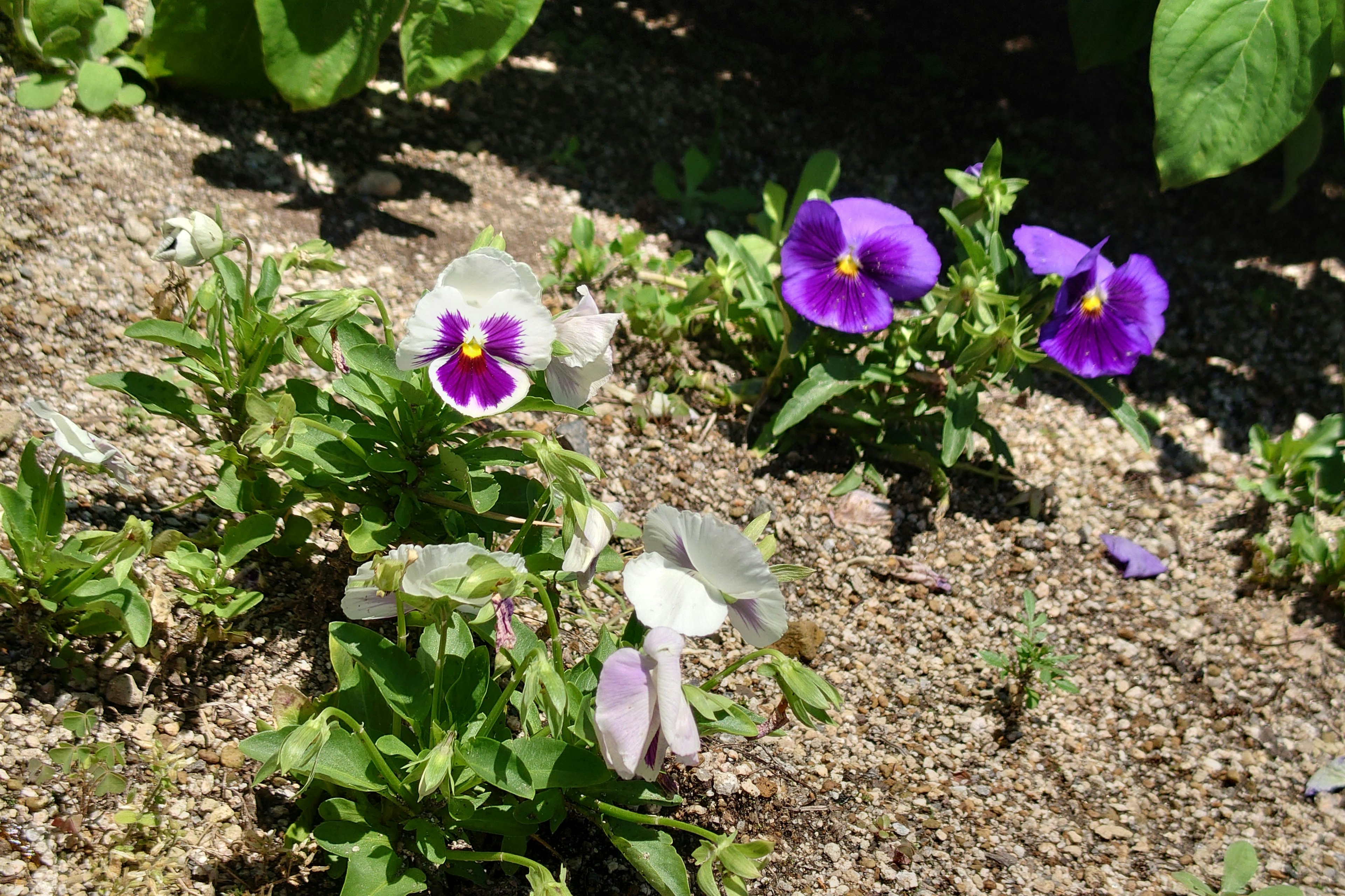 Bunte Stiefmütterchen blühen in einem Blumenbeet