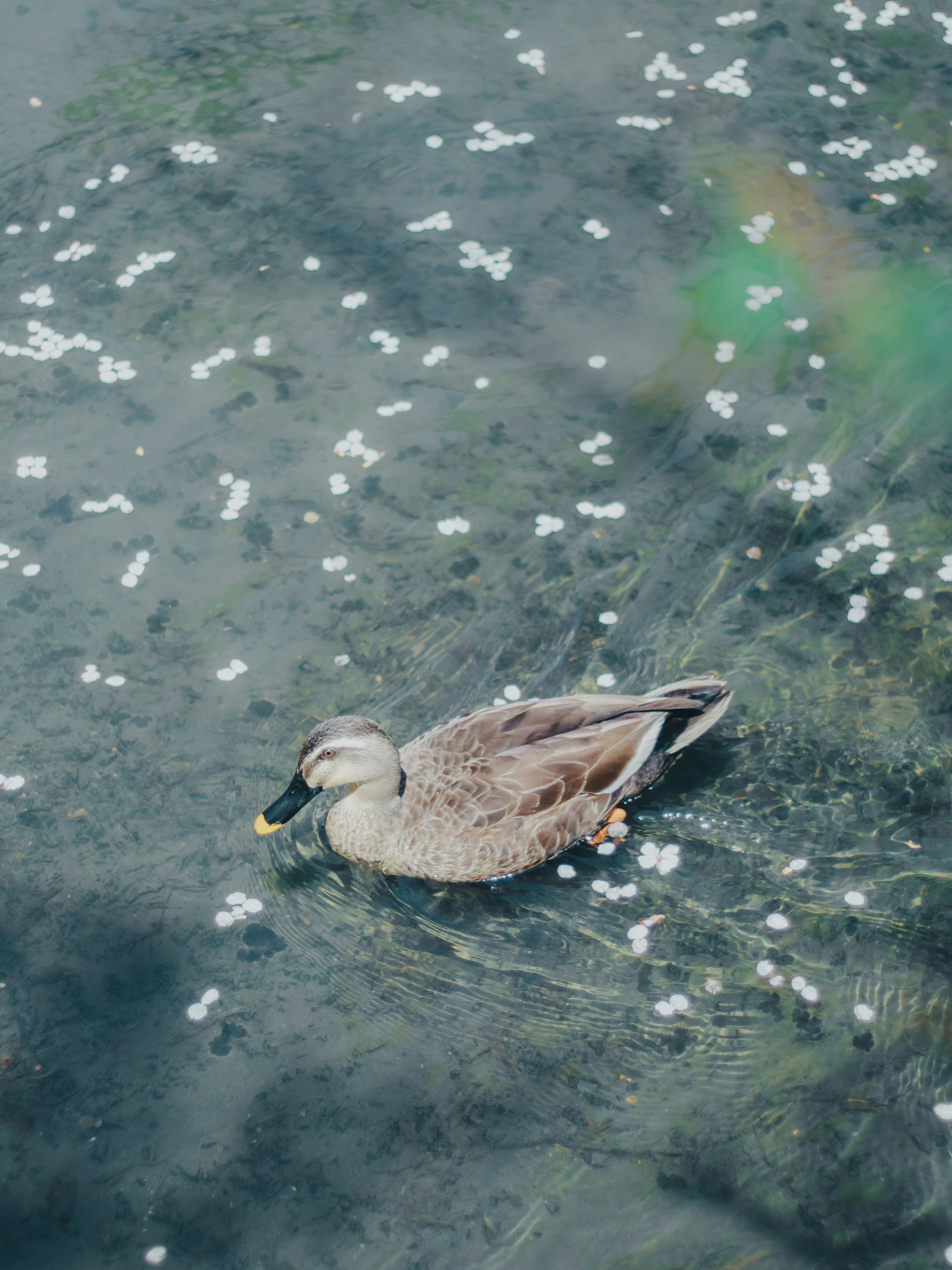 在水面上漂浮的鸭子，周围是樱花花瓣