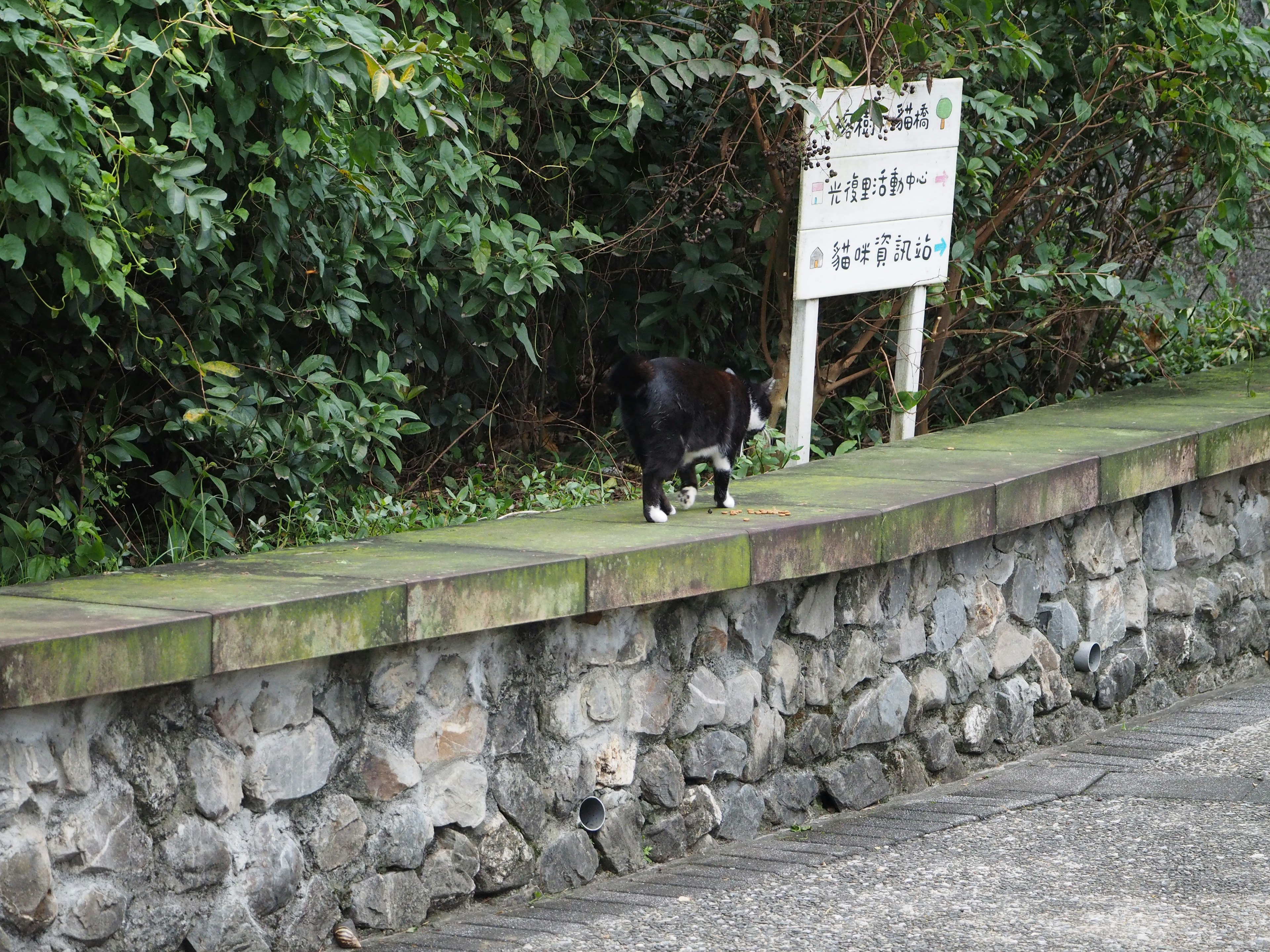 Schwarzer Hund, der entlang einer Steinmauer mit grünem Hintergrund läuft