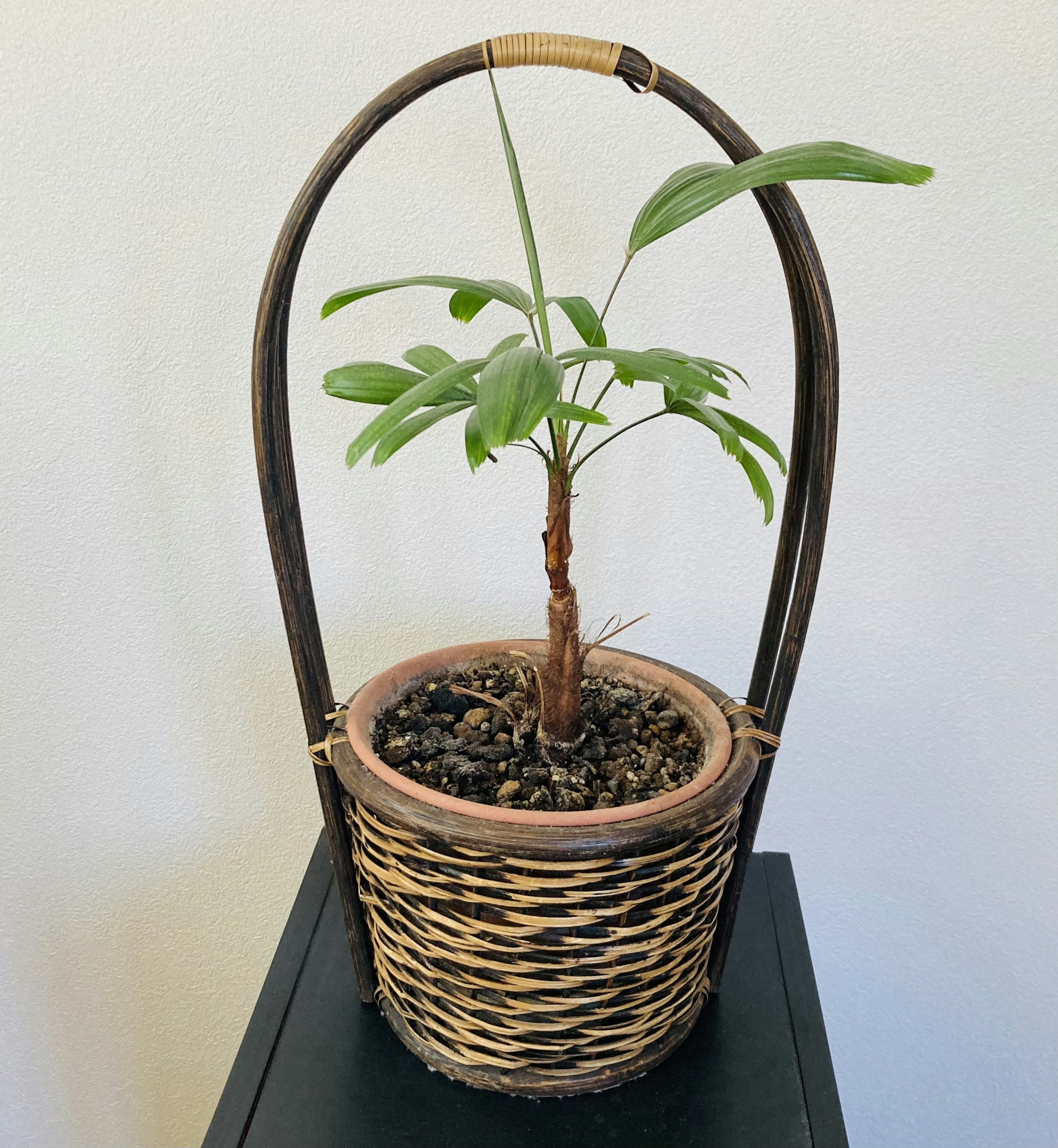 Pequeña planta de interior en una cesta de mimbre