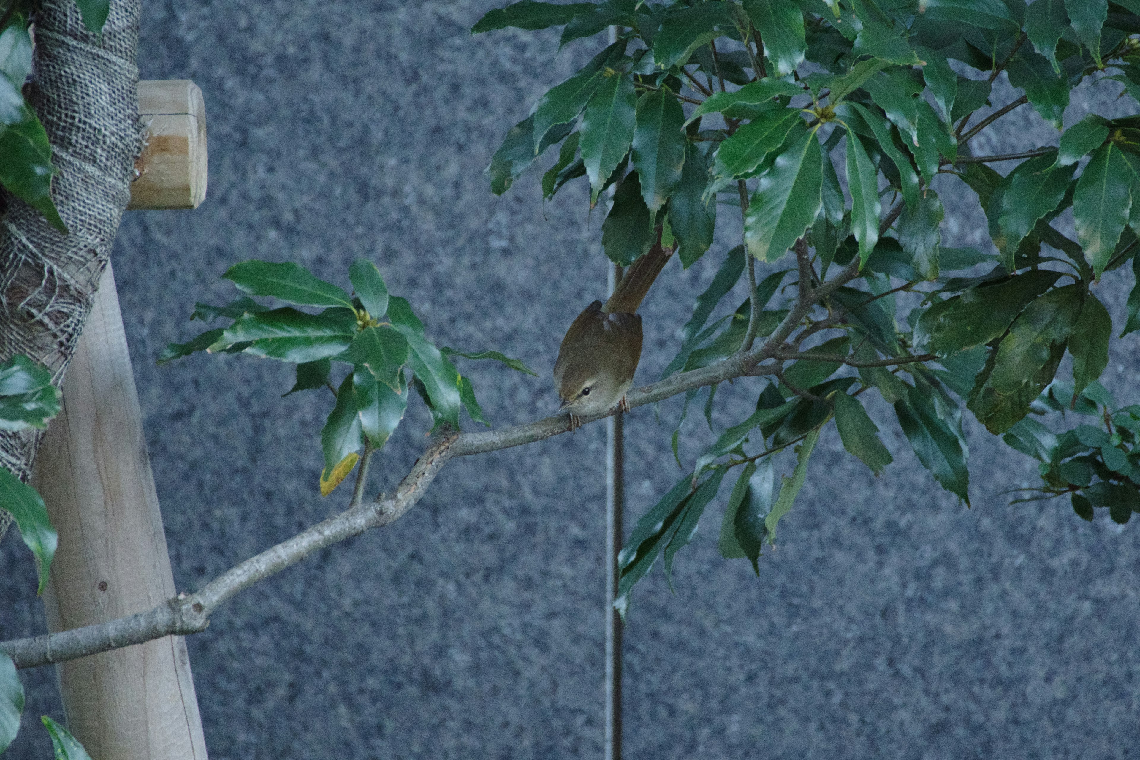 Seekor burung kecil bertengger di dahan dengan daun hijau cerah di latar belakang abu-abu tekstur