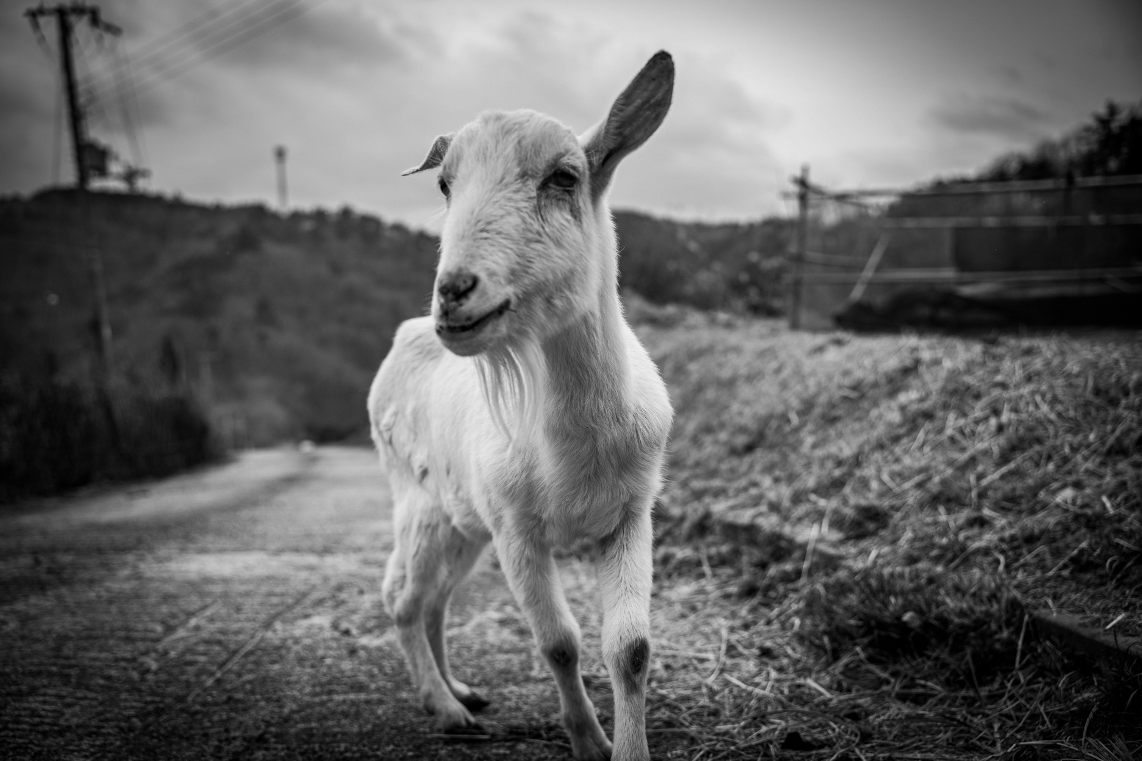 Una cabra blanca caminando por un camino en un paisaje en blanco y negro