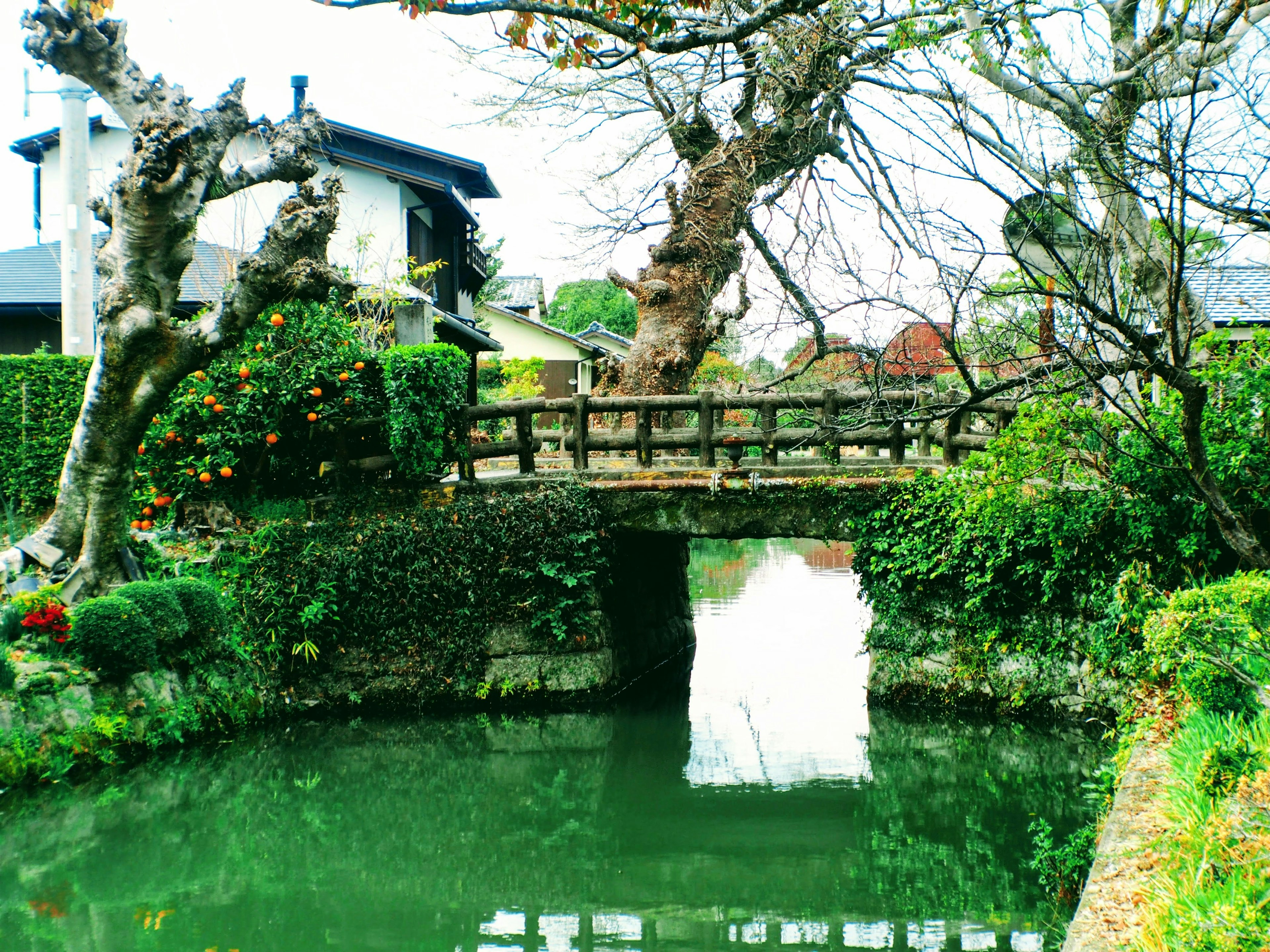 Scenic view of a small wooden bridge surrounded by greenery and a tranquil pond