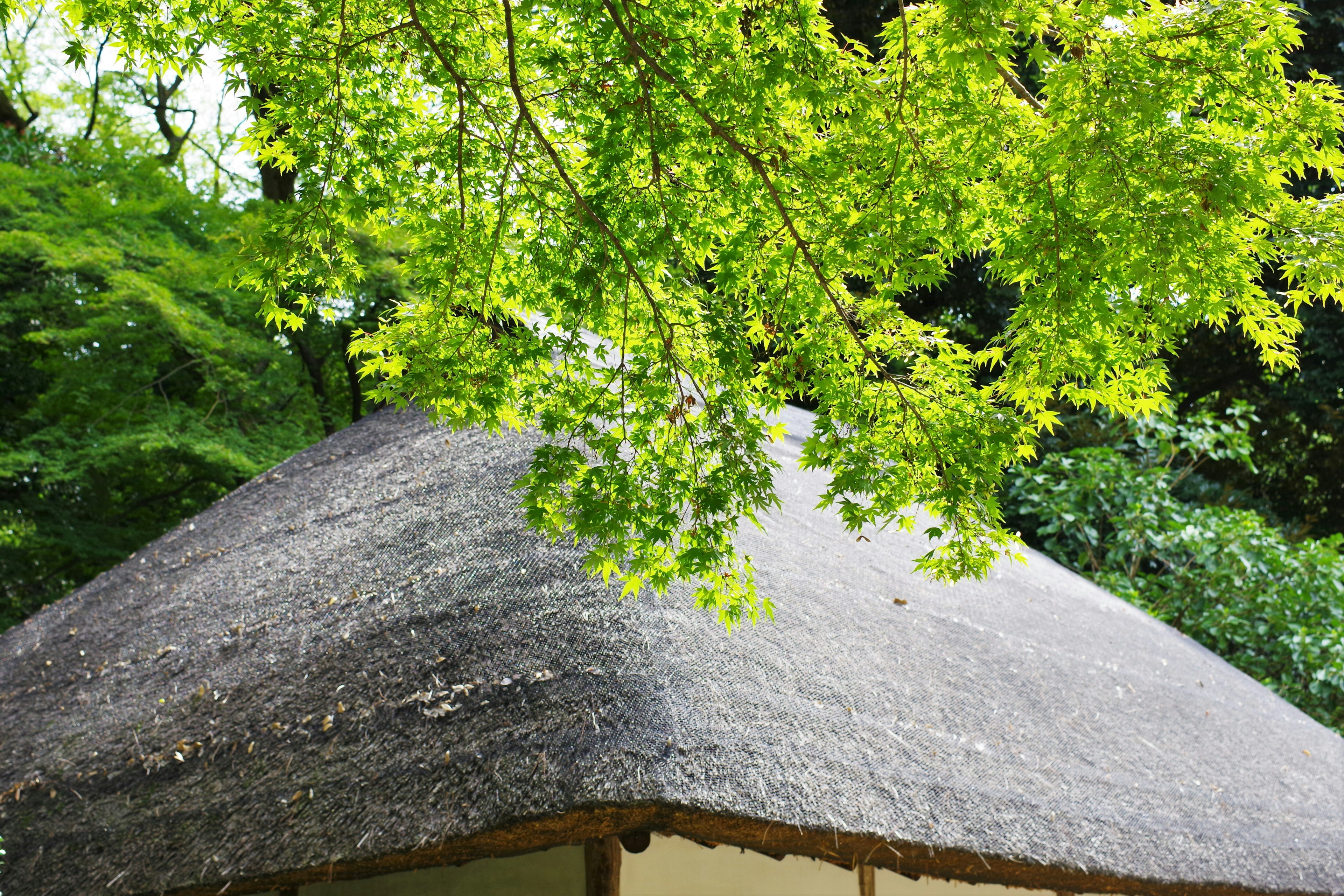 Traditionelles japanisches Gebäude mit Reetdach, umgeben von grünen Blättern