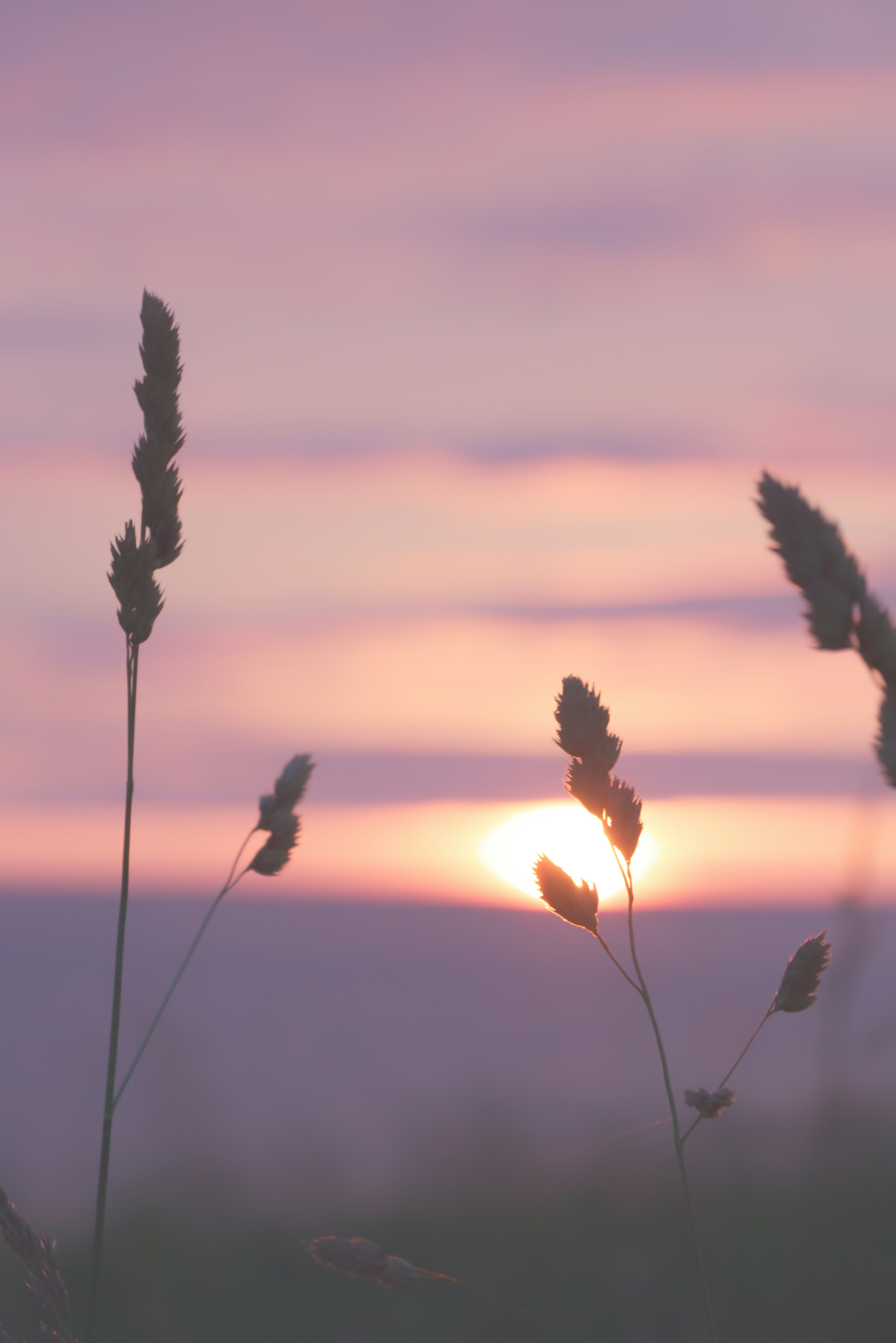 Silhouette of grass stalks against a sunset sky