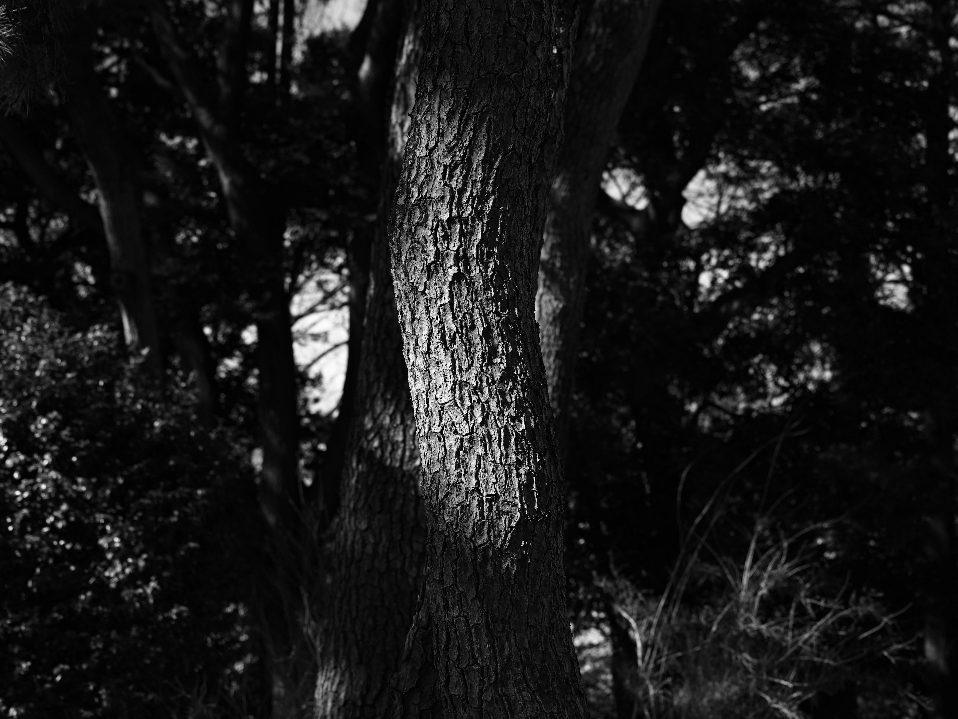 Black and white texture of a tree trunk with contrasting shadows