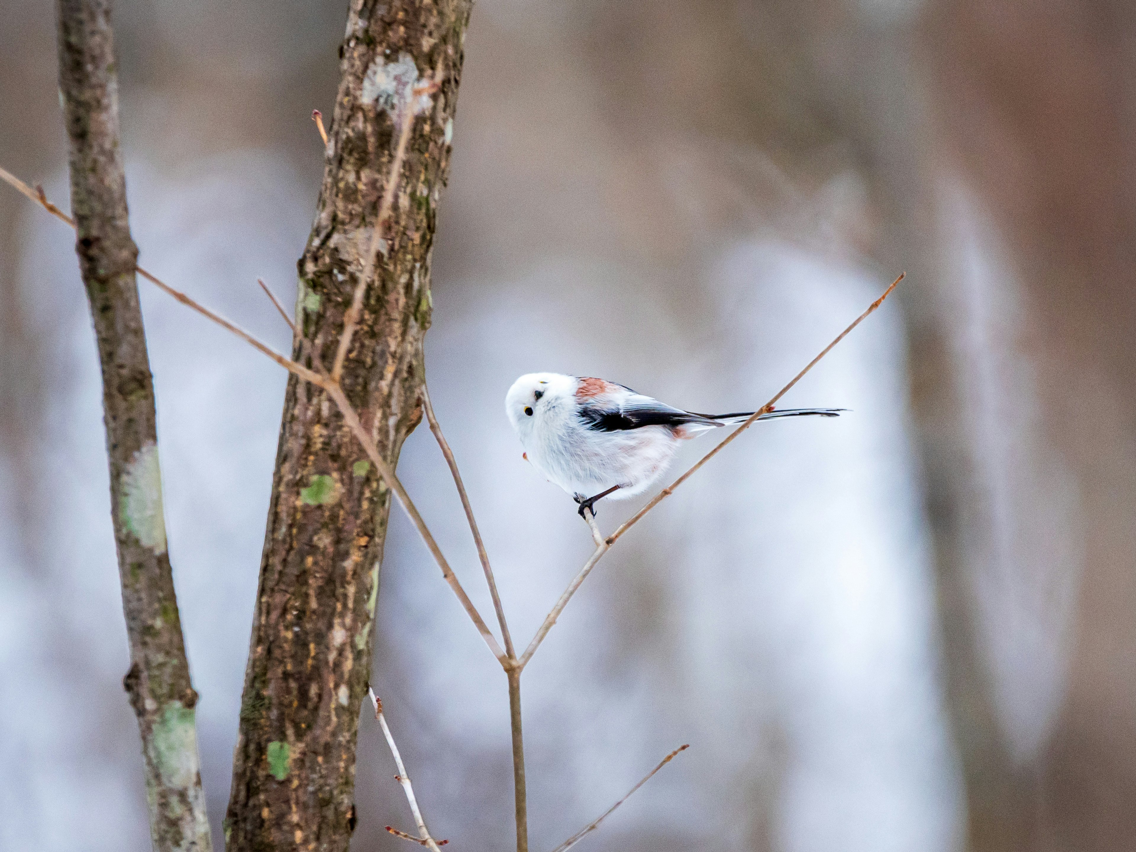 白い羽の小さな鳥が木の枝に止まっている