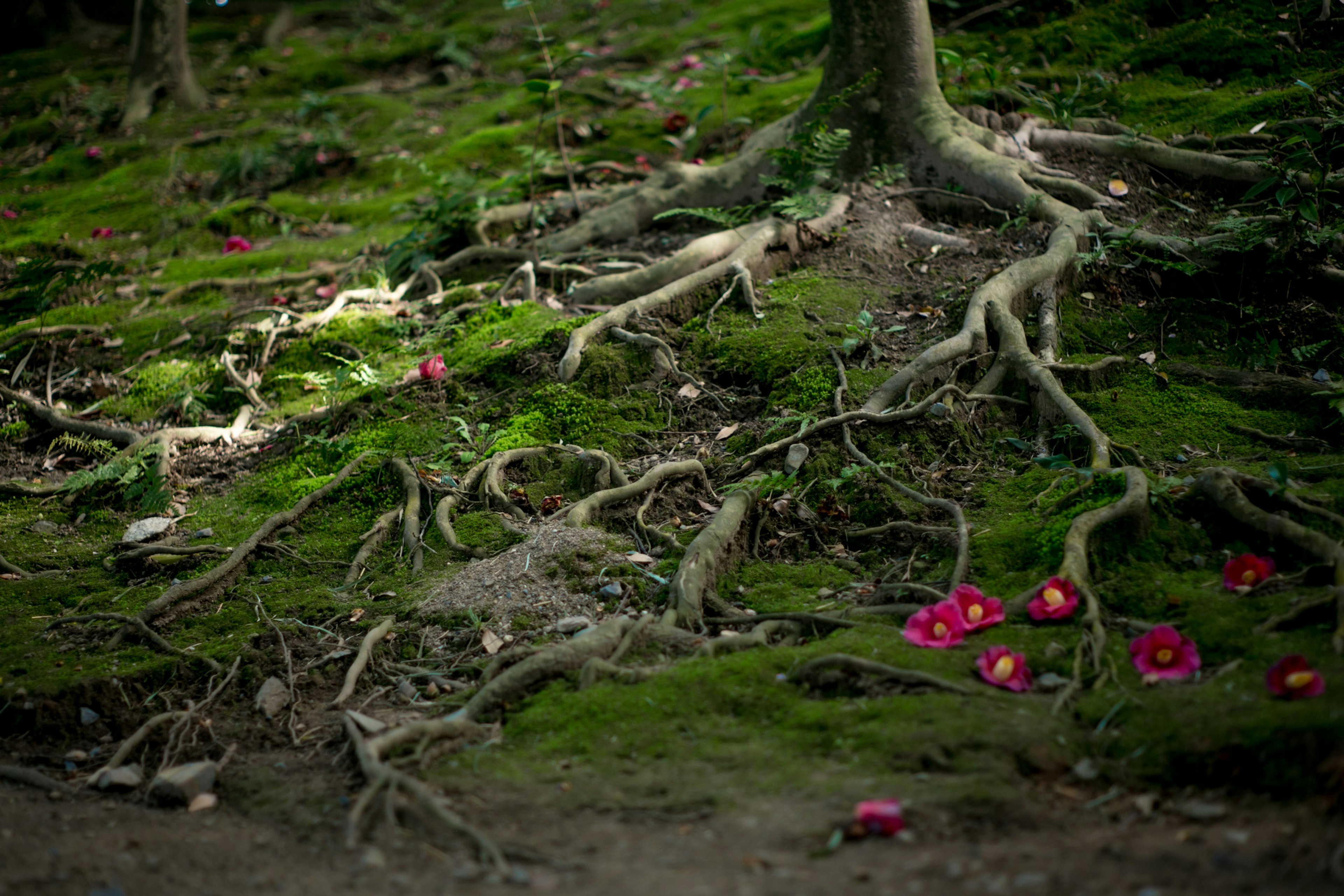 Raíces de árboles en un suelo de bosque cubierto de musgo con pétalos rojos esparcidos