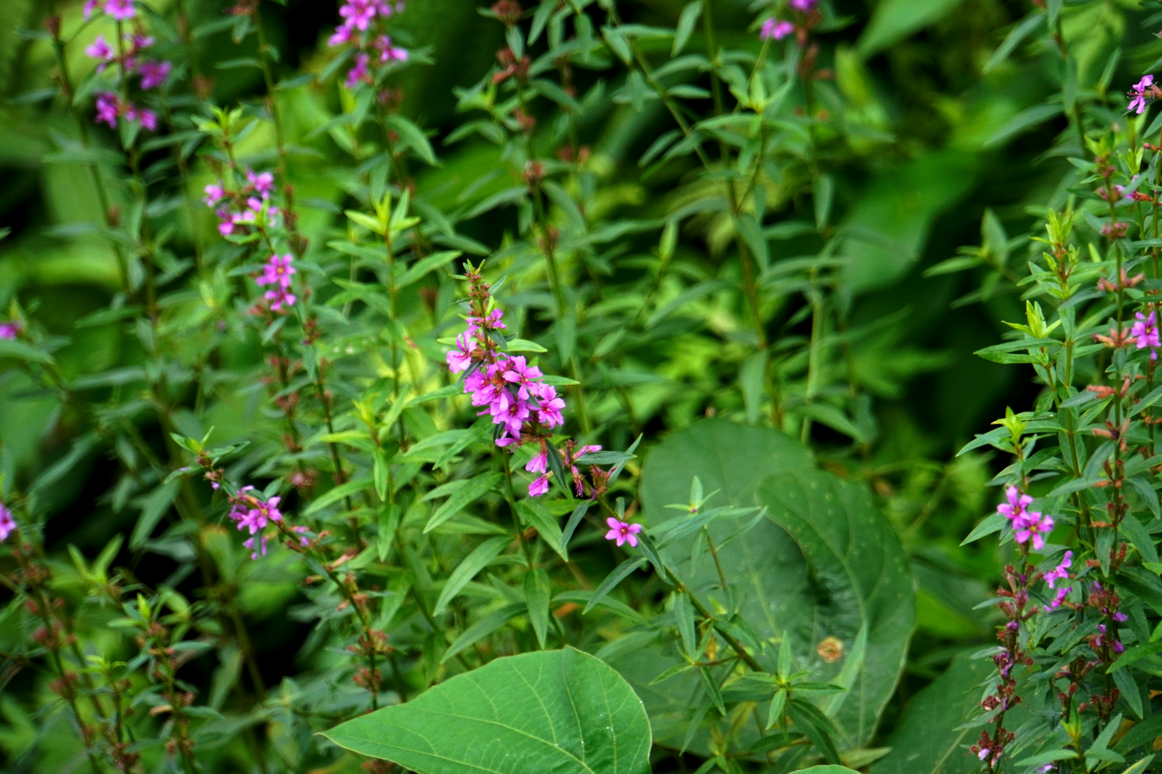 Mazzo di piccoli fiori viola tra il folto fogliame verde