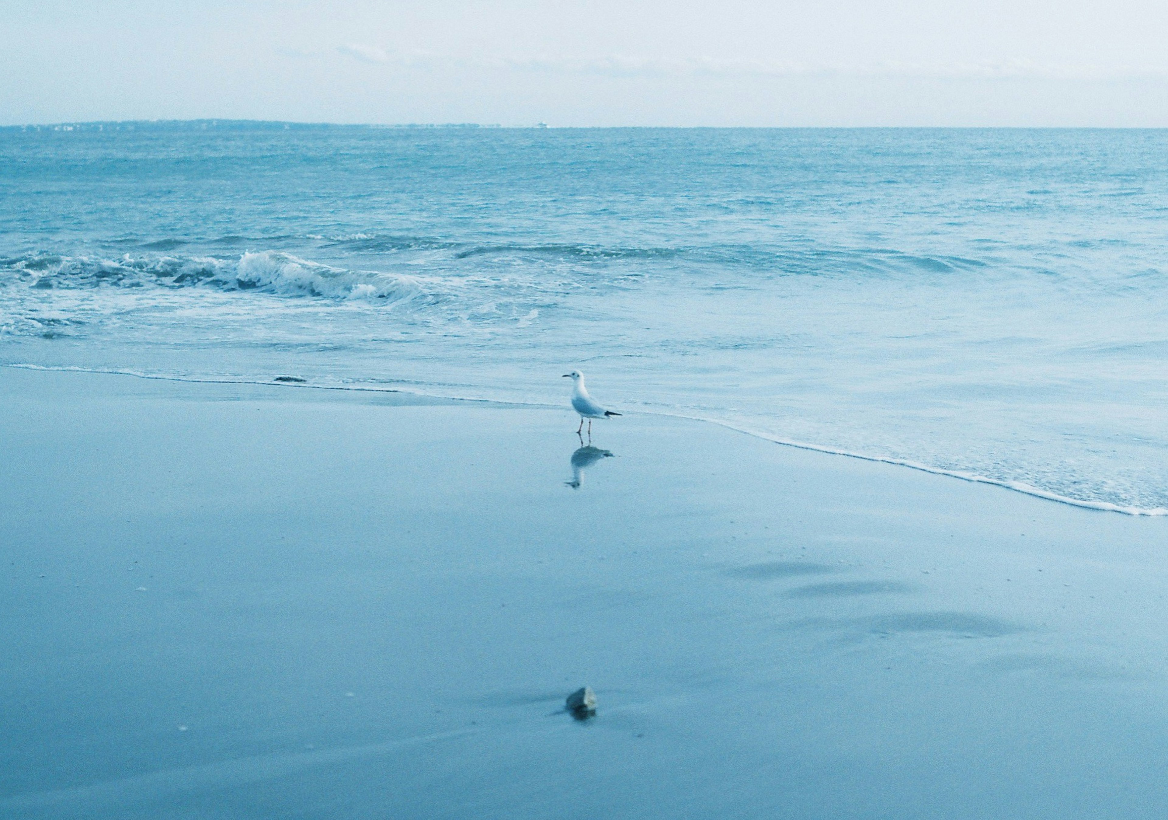 一隻海鷗站在寧靜的海灘上，波浪輕柔