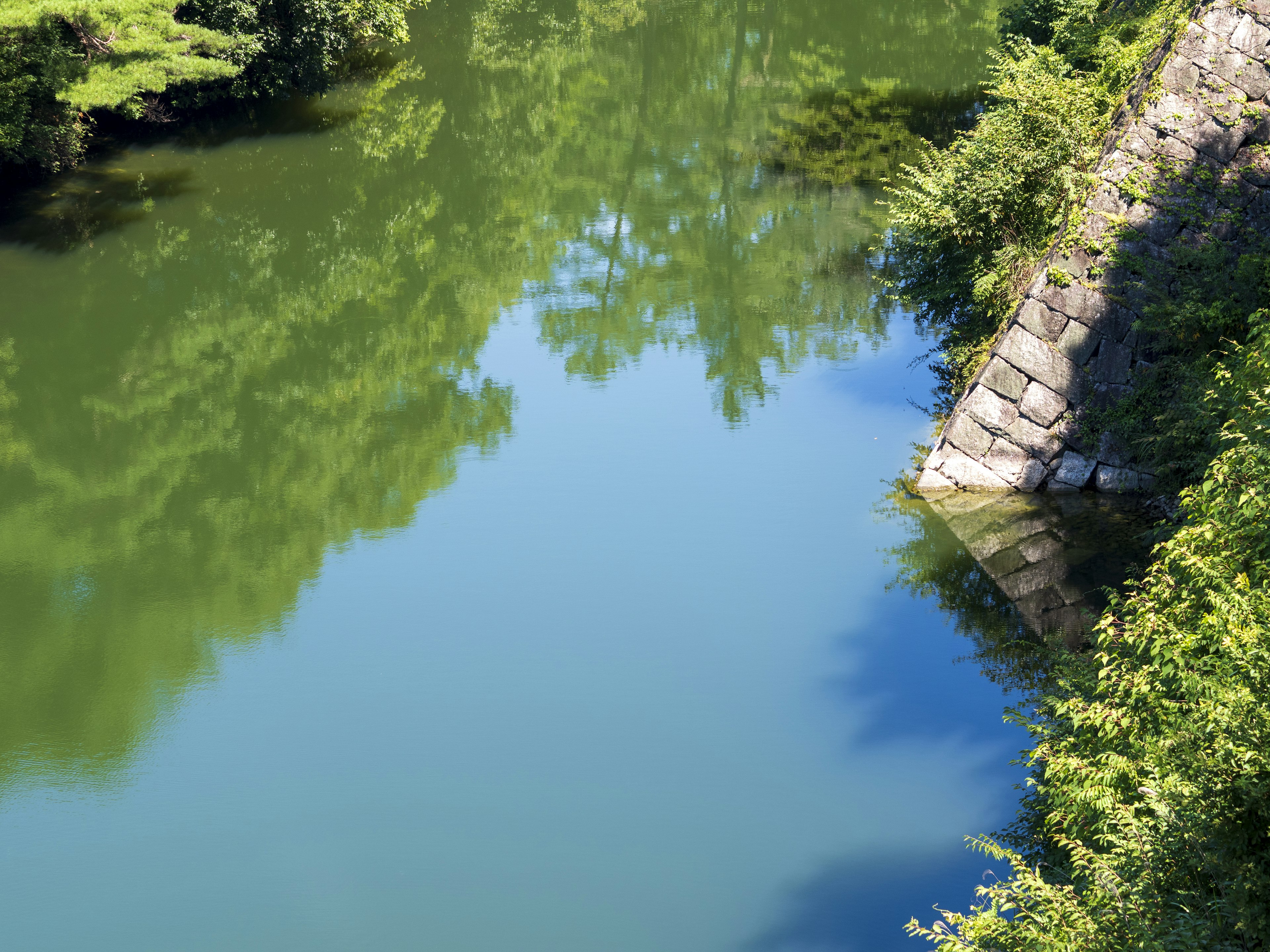 Serene river scene surrounded by lush green plants reflections of trees on the water surface