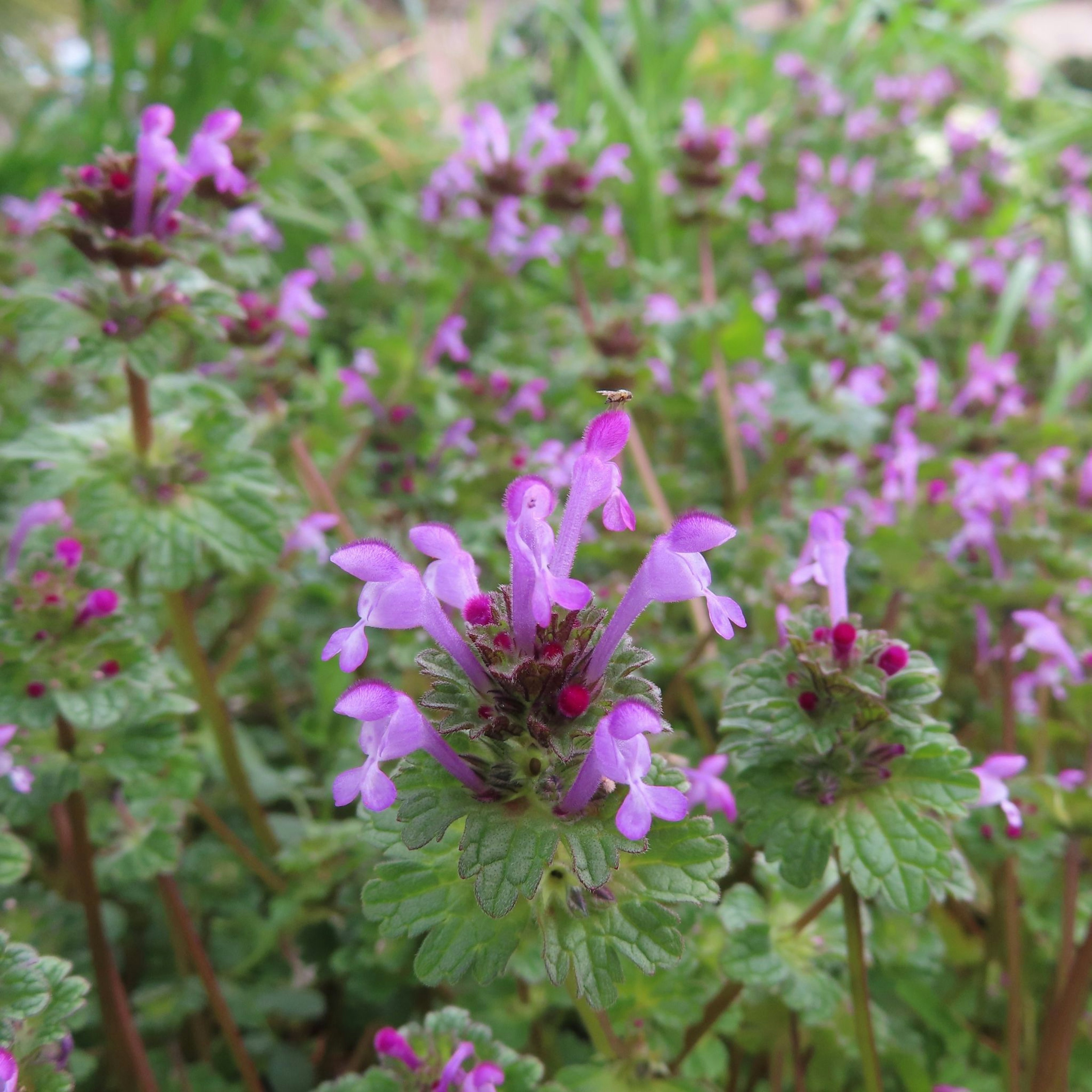 Gros plan d'une plante avec des fleurs violettes