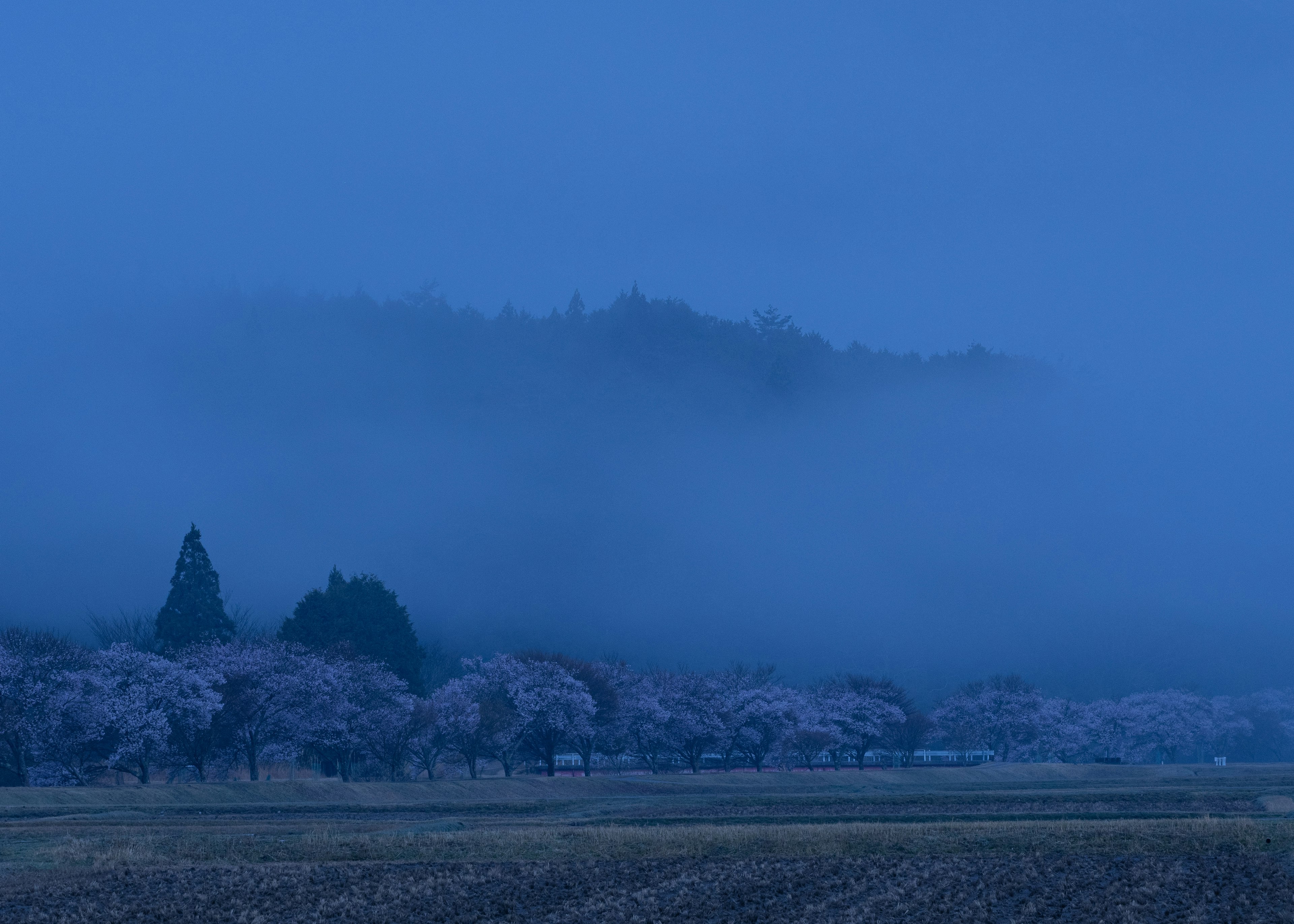 Eine Landschaft mit Kirschbäumen und Bergen, die in blauen Nebel gehüllt sind