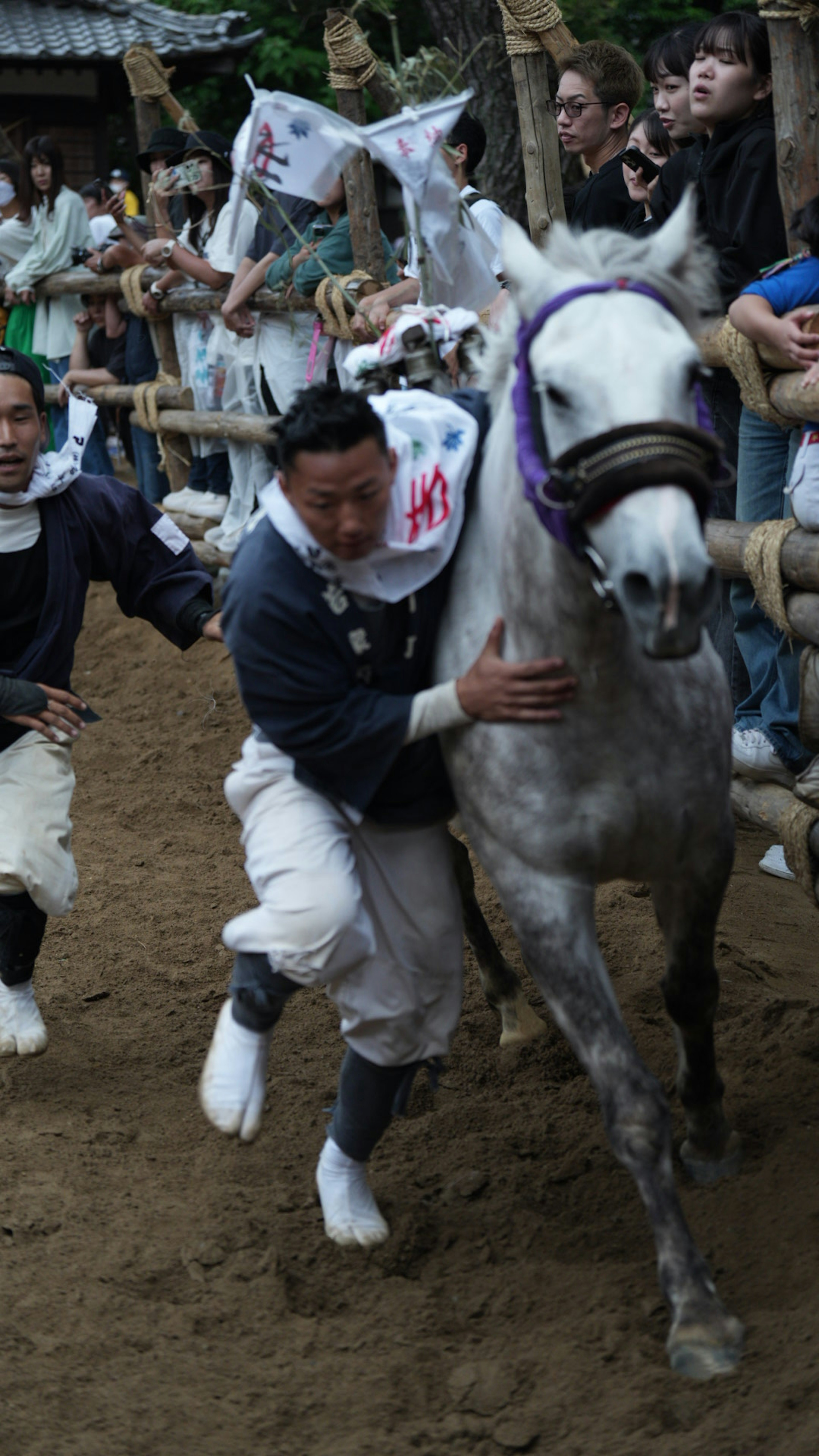 白い馬を引く人々の伝統的な祭りのシーン