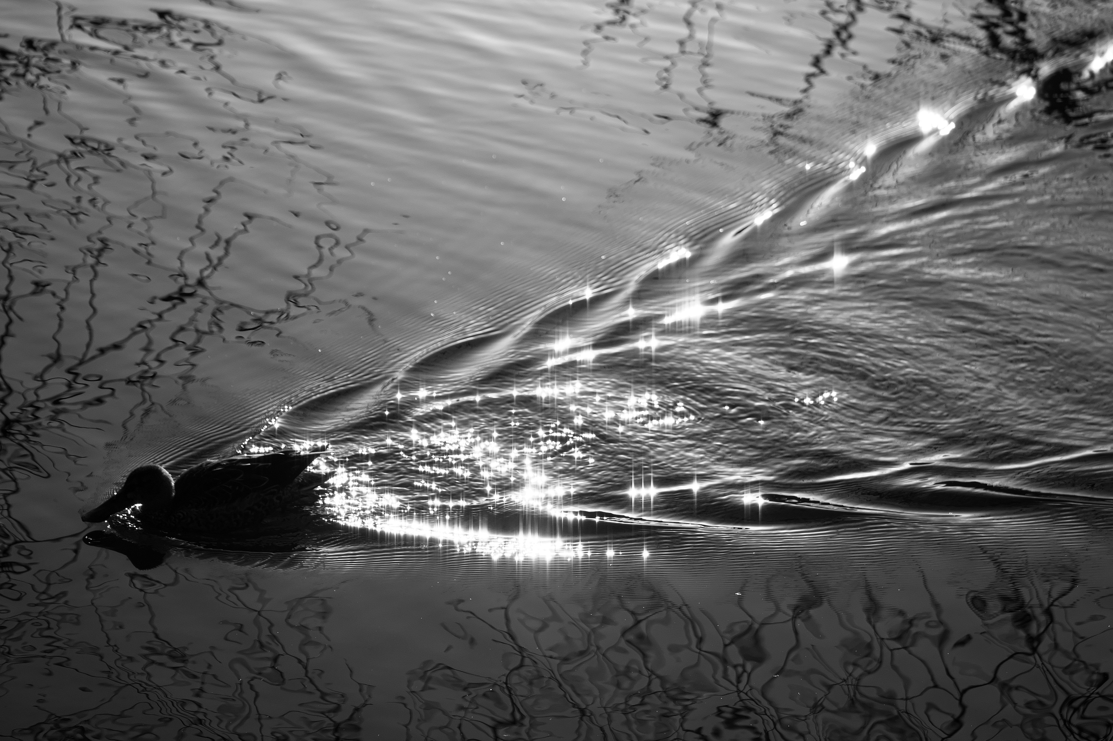 Imagen en blanco y negro de un pato nadando en la superficie del agua con hermosos reflejos de luz