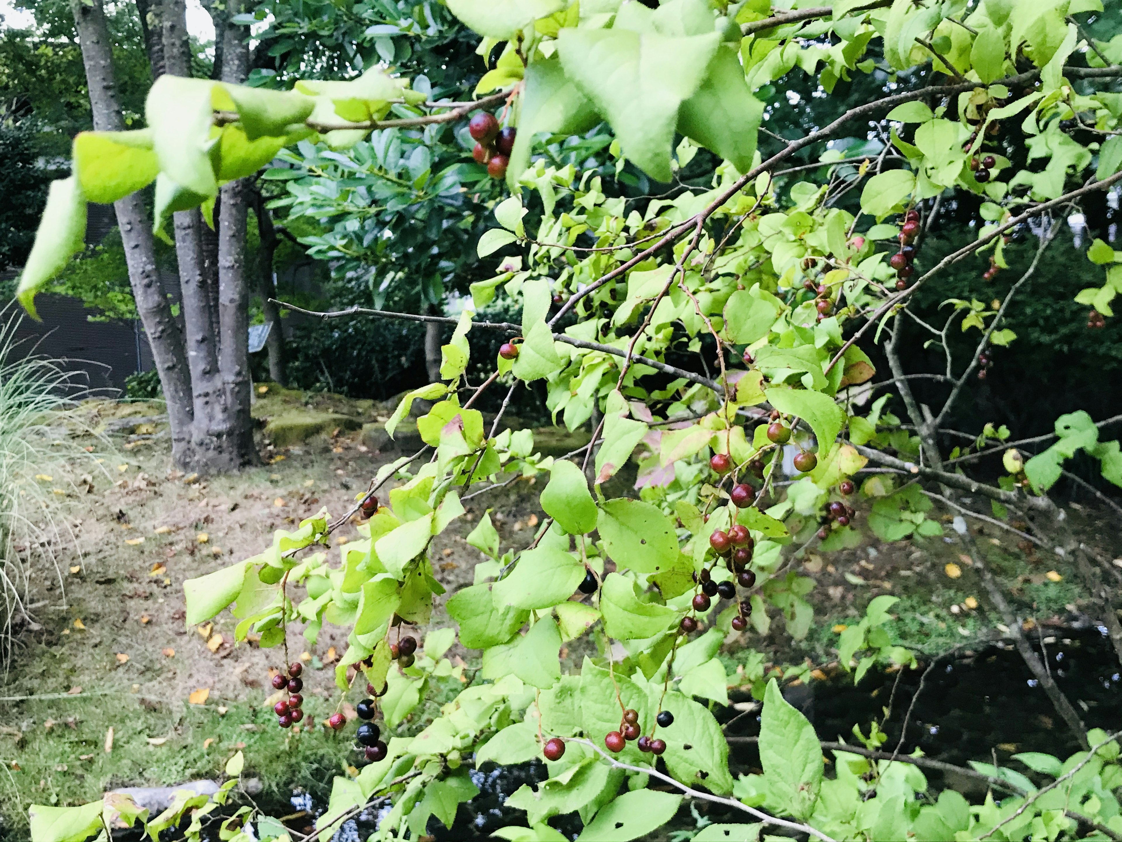 緑の葉と実をつけた枝がある庭の風景