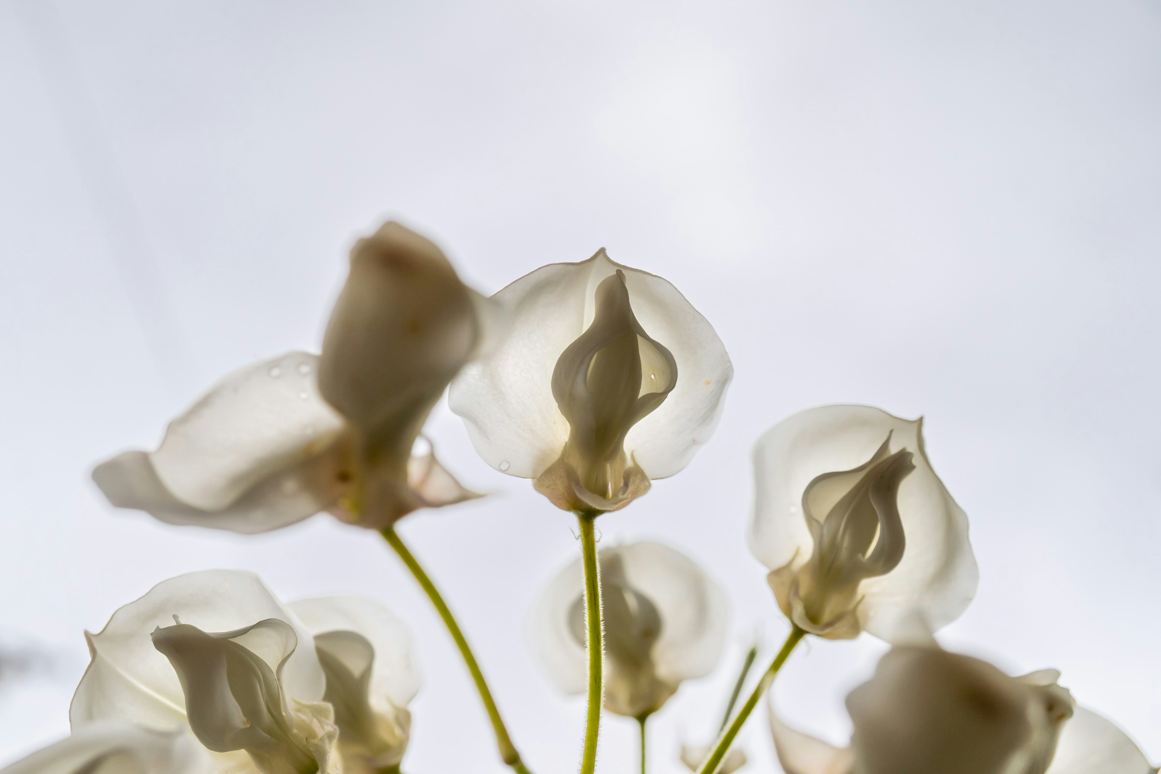 白い花のつぼみが下から見上げられている画像