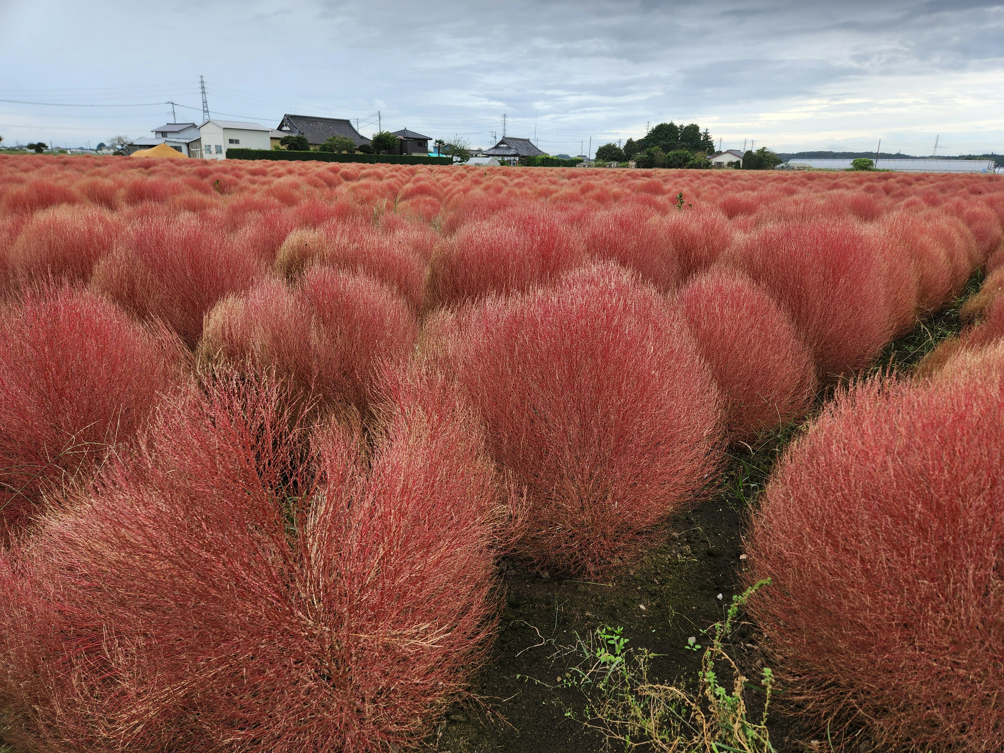 赤いコキアの畑が広がる風景