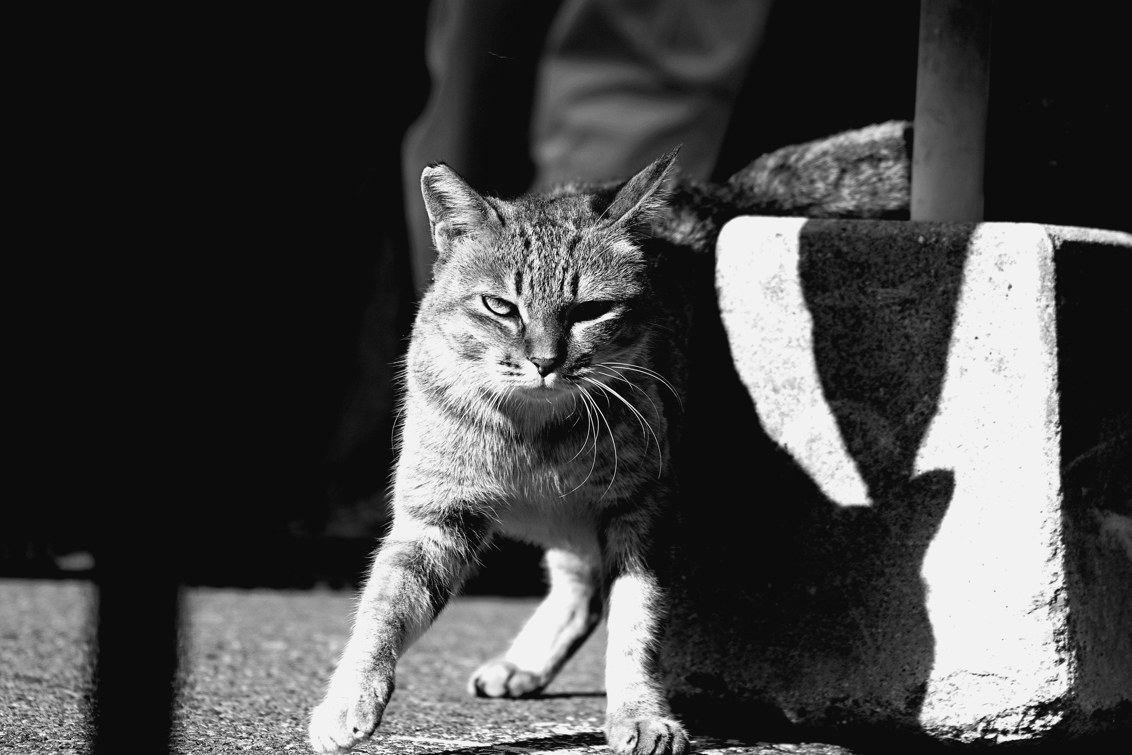 A cat walking in black and white with a contrasting background