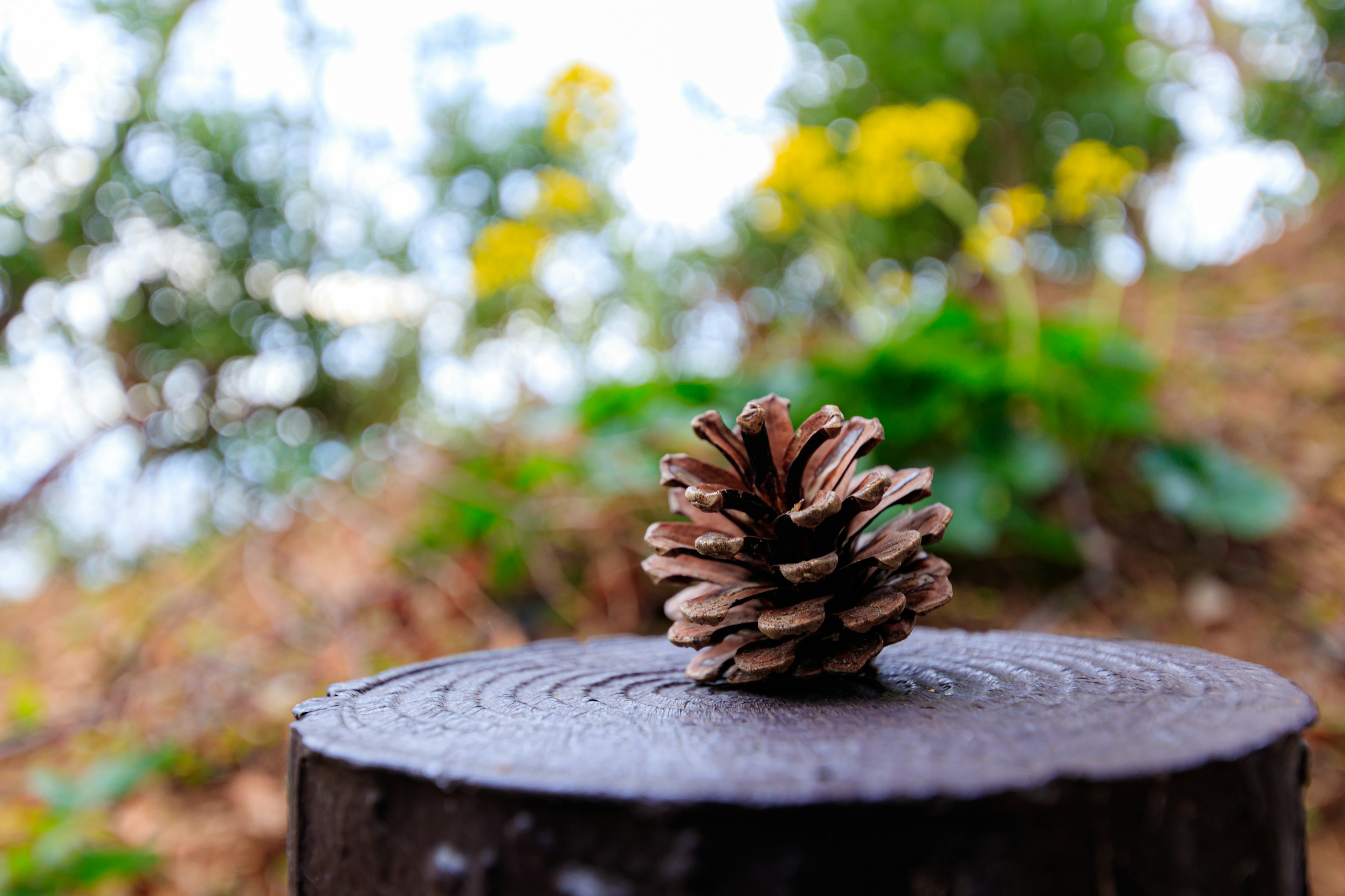 Pine cone placed on top of a tree stump surrounded by greenery