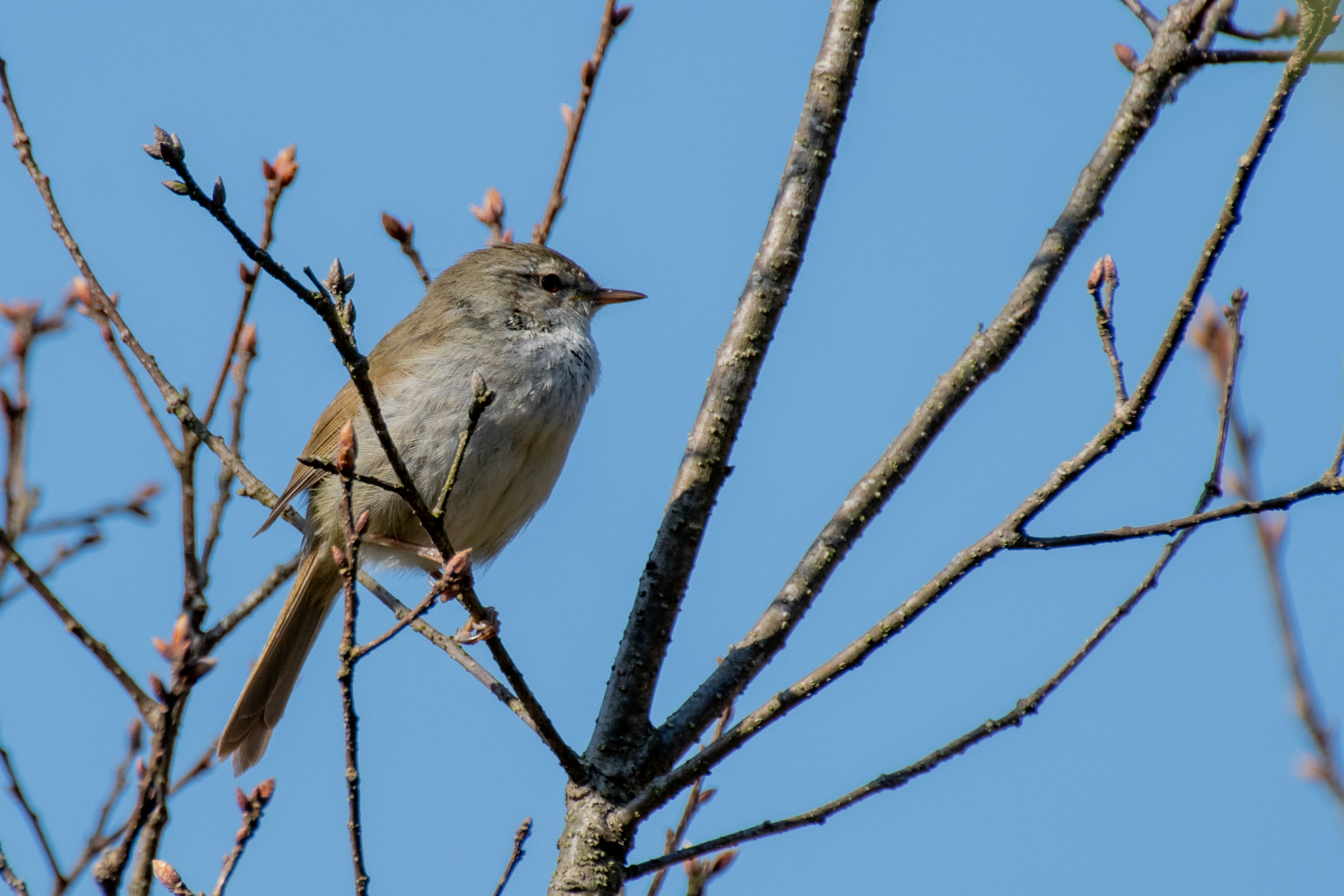 Photo en gros plan d'un oiseau perché sur une brindille avec un ciel bleu en arrière-plan