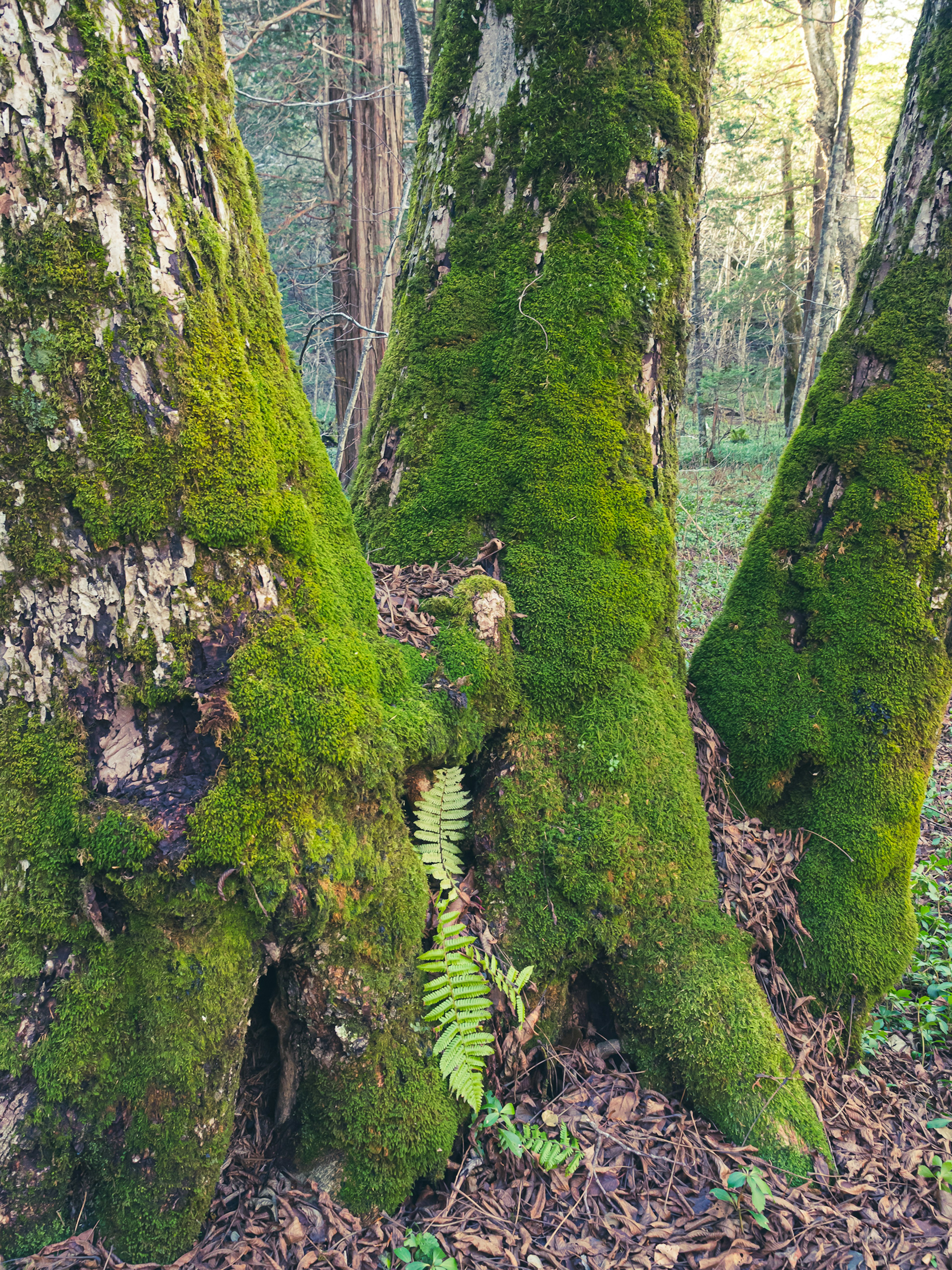 苔むした木の幹と緑のシダ植物が見える森林の風景