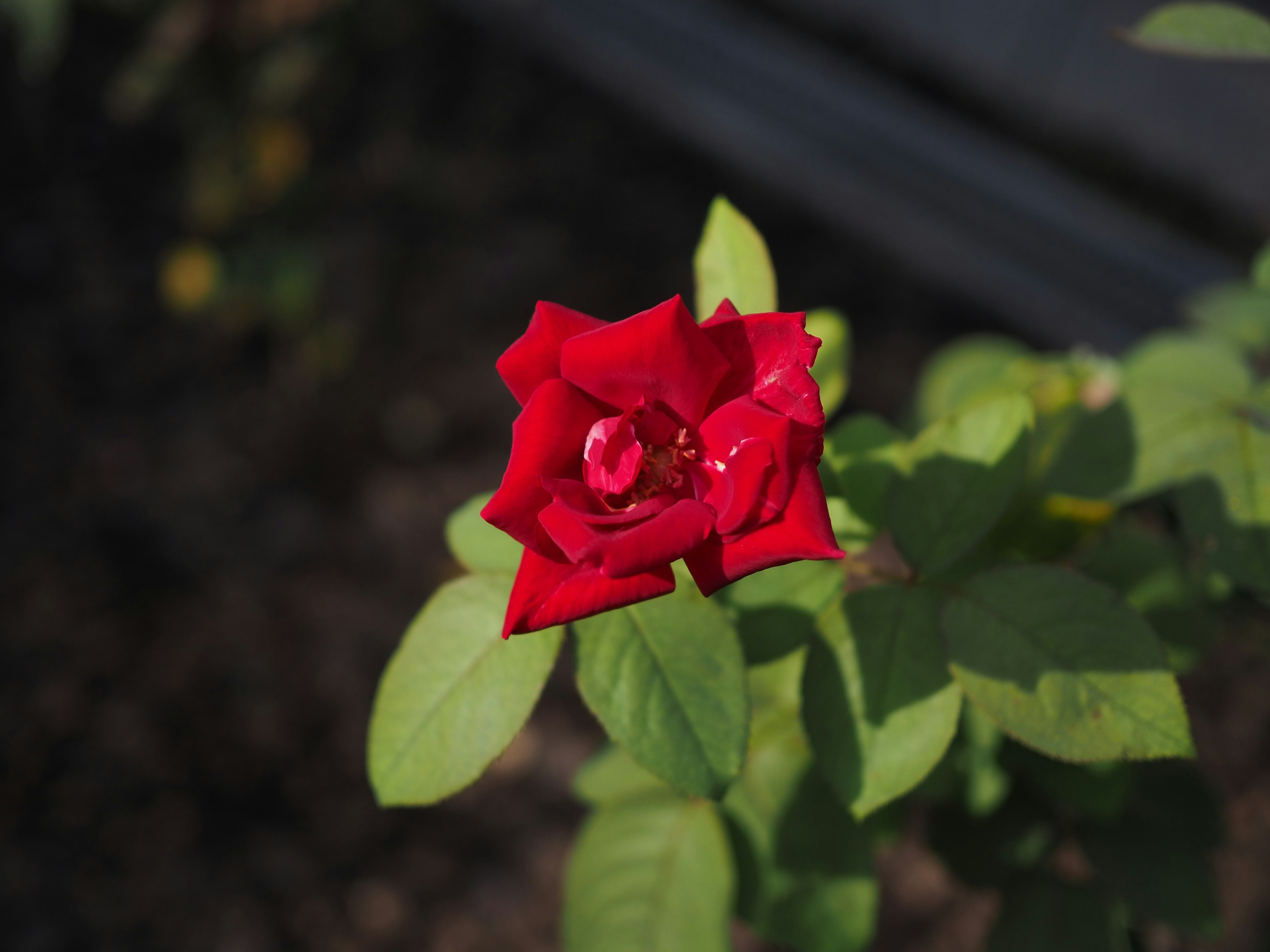 Vibrant red rose flower with green leaves