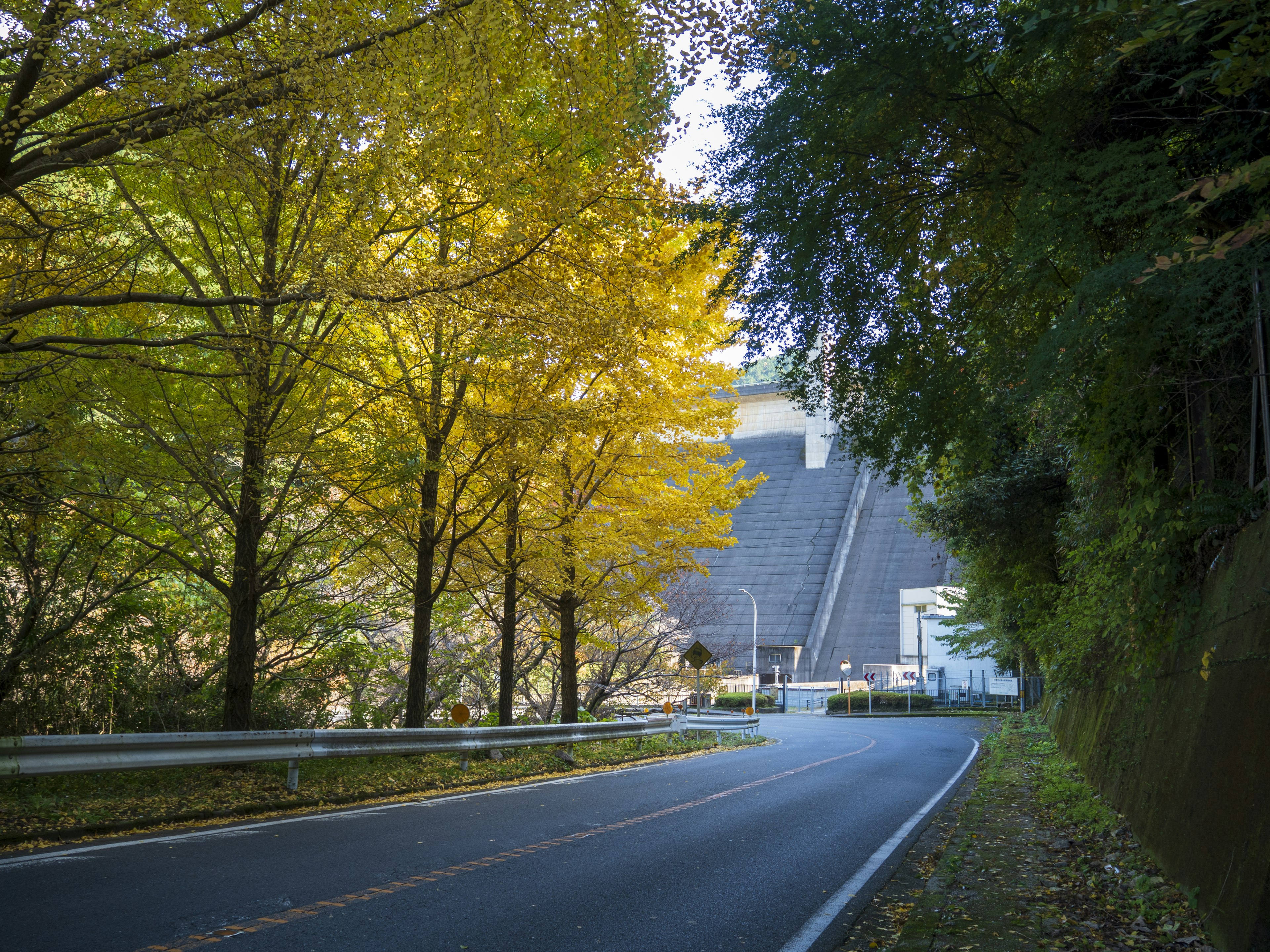 緑の木々と黄色の葉に囲まれた道路とダムの景色