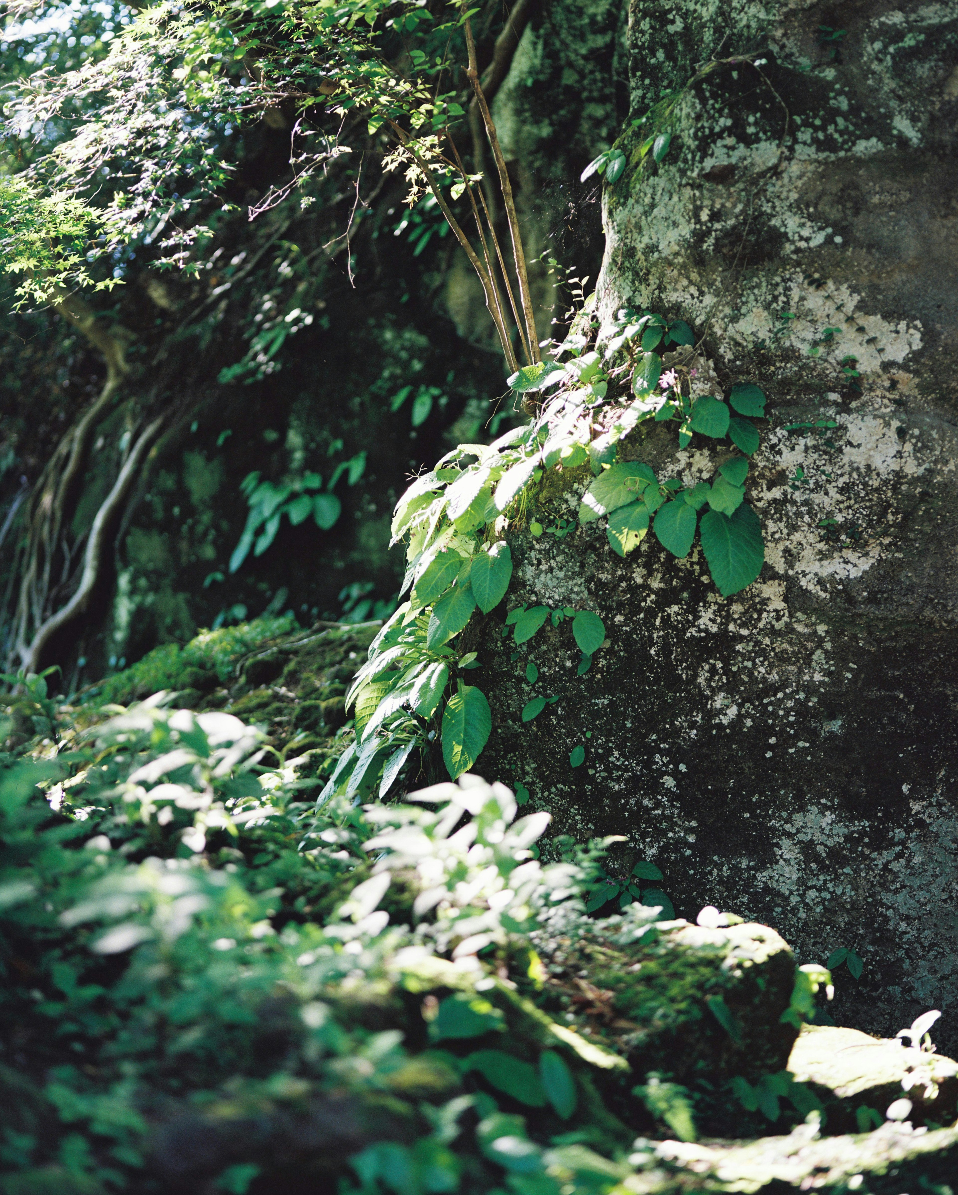 緑豊かな植物と石壁の自然景観