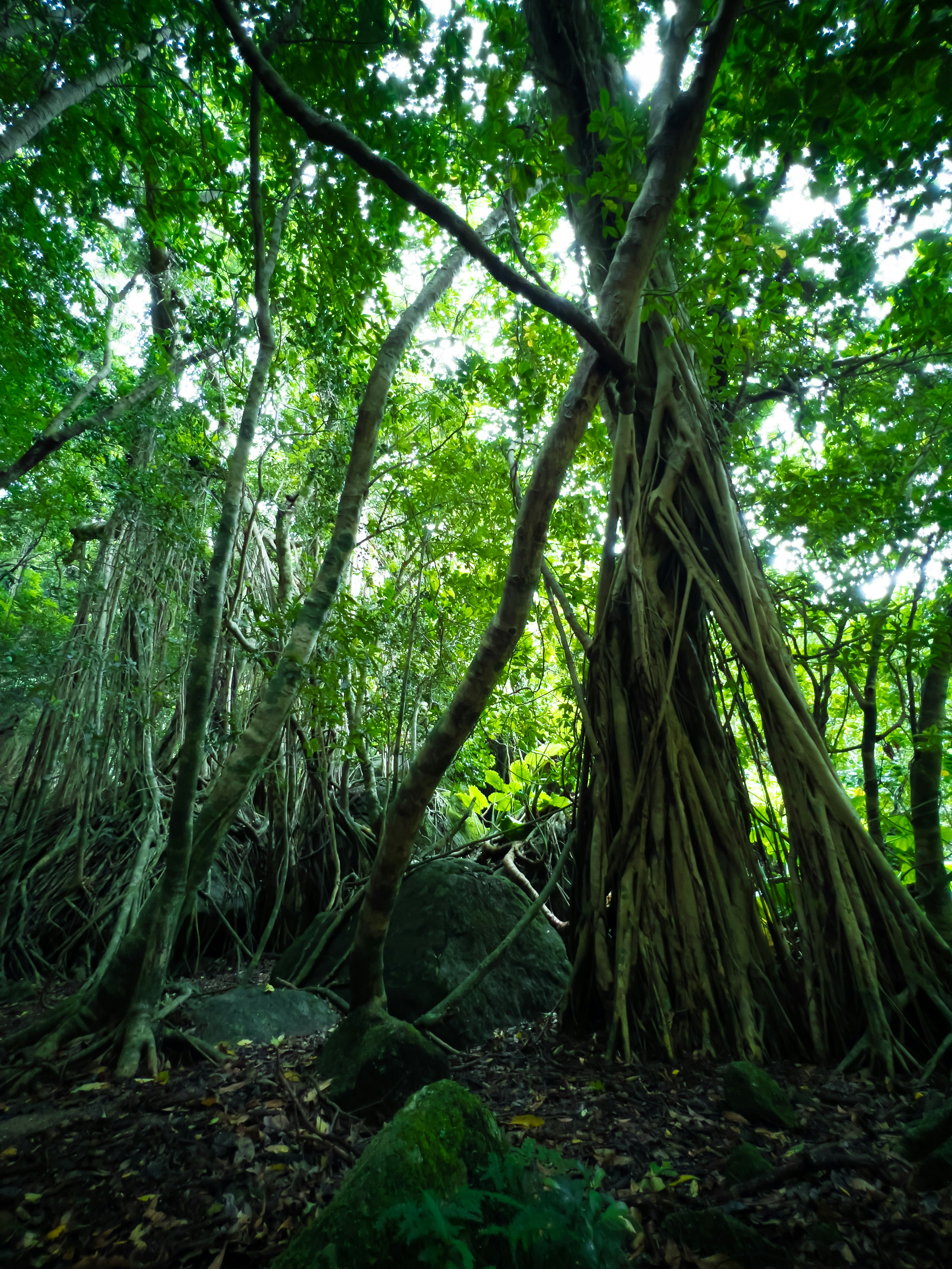 Lush forest scene with intertwining tree trunks and vibrant green leaves