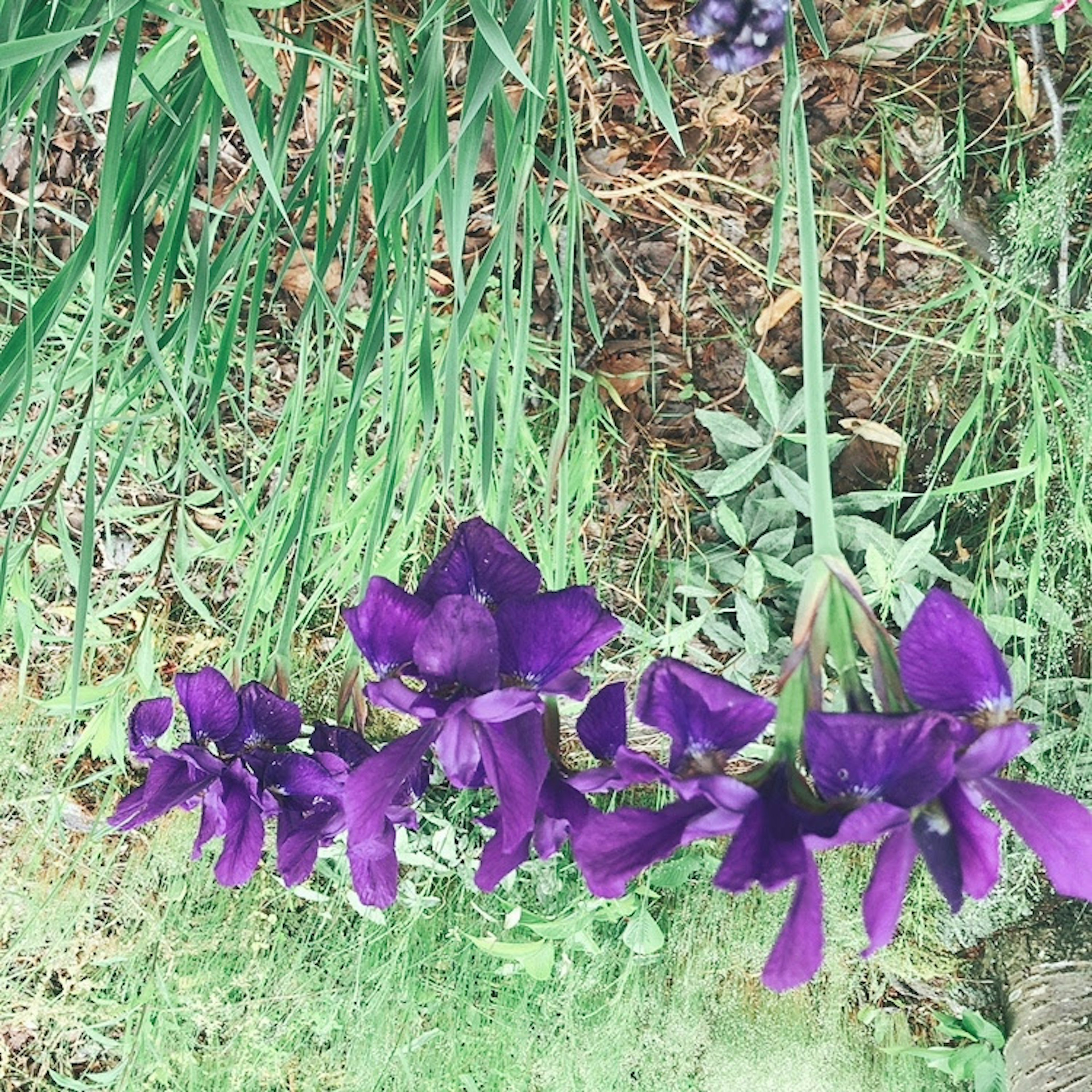 Fleurs violettes en fleurs parmi des feuilles vertes et un sol en arrière-plan