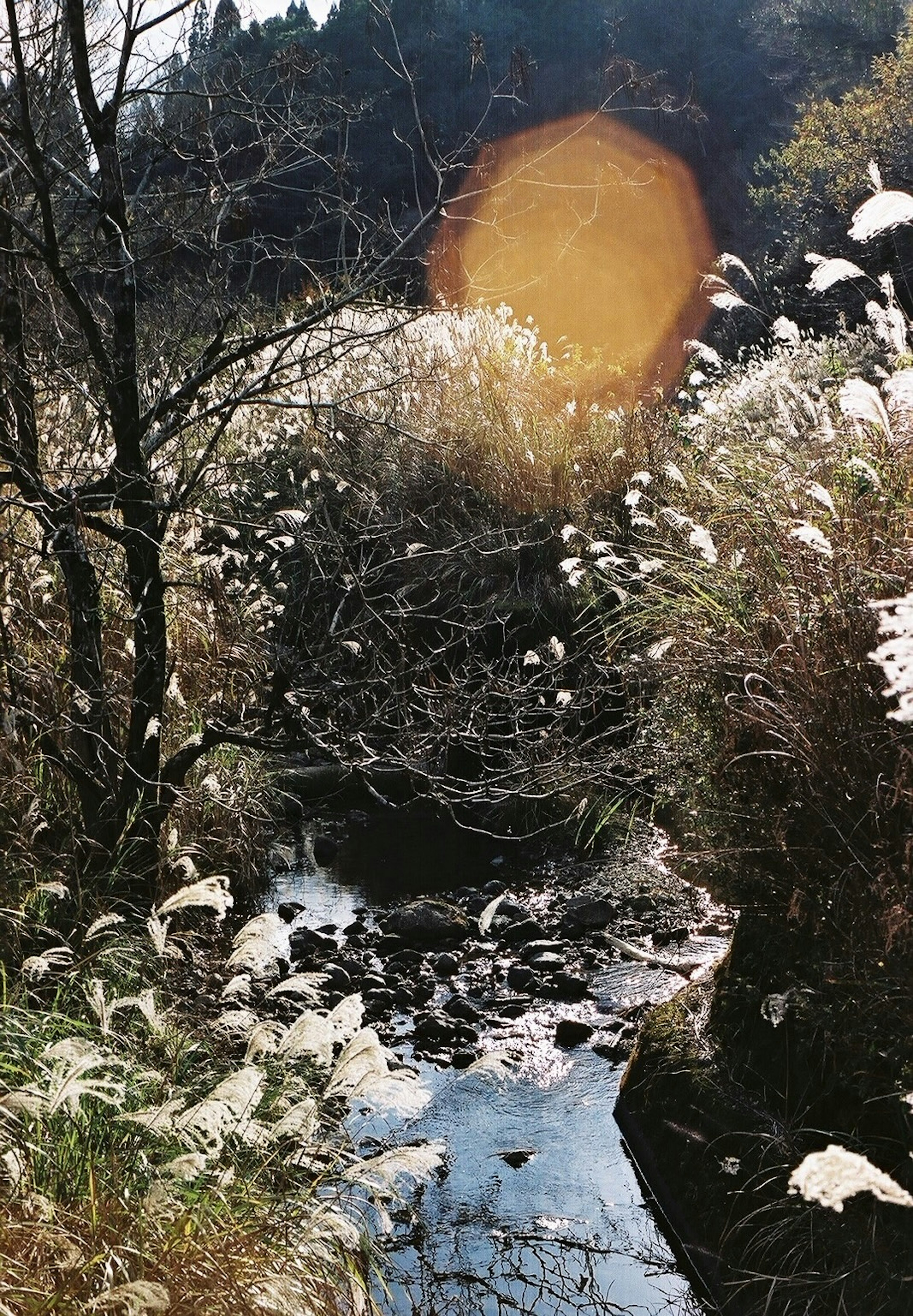 Serene stream surrounded by tall grasses and sunlight