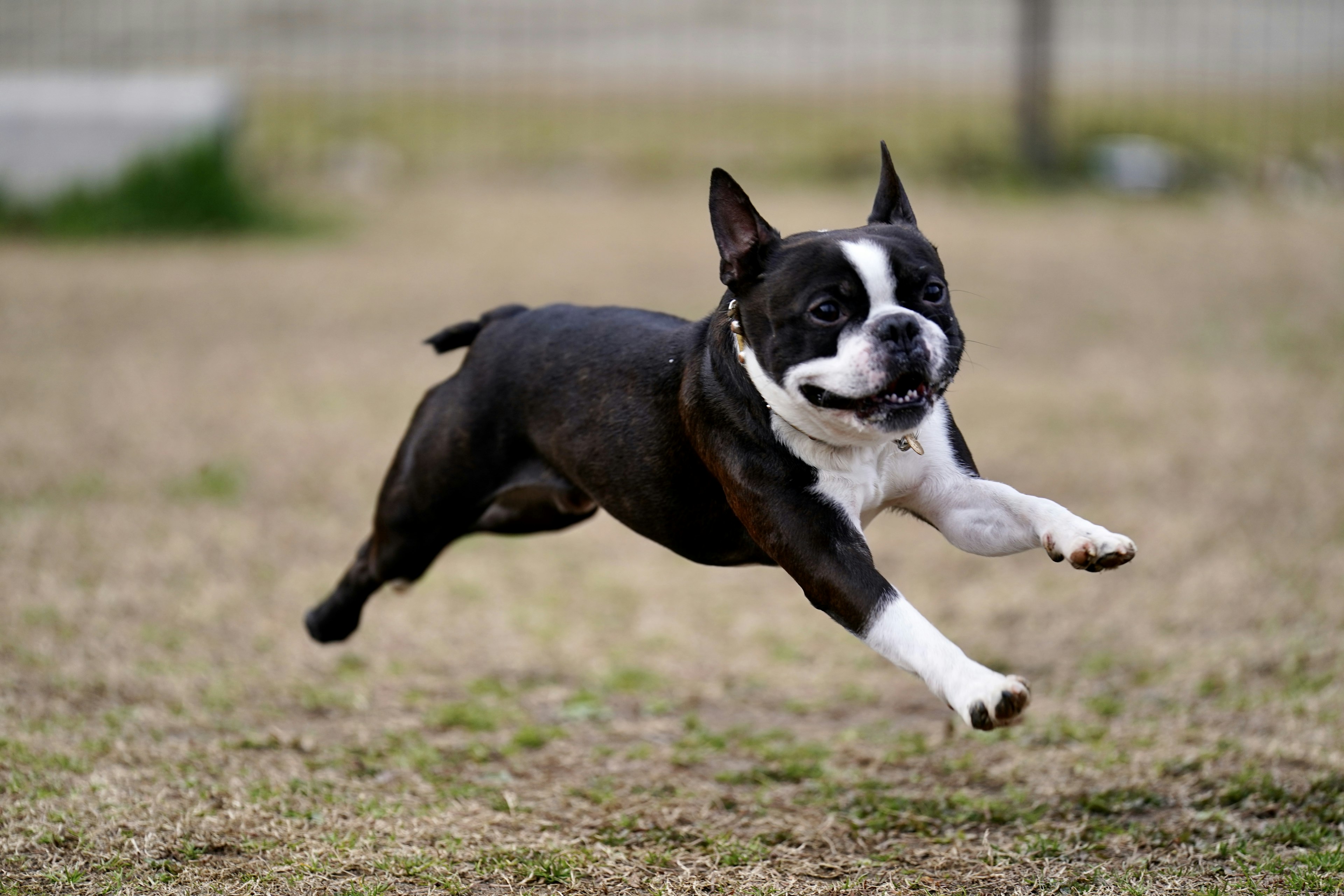 A Boston Terrier dog leaping across grass in a joyful run