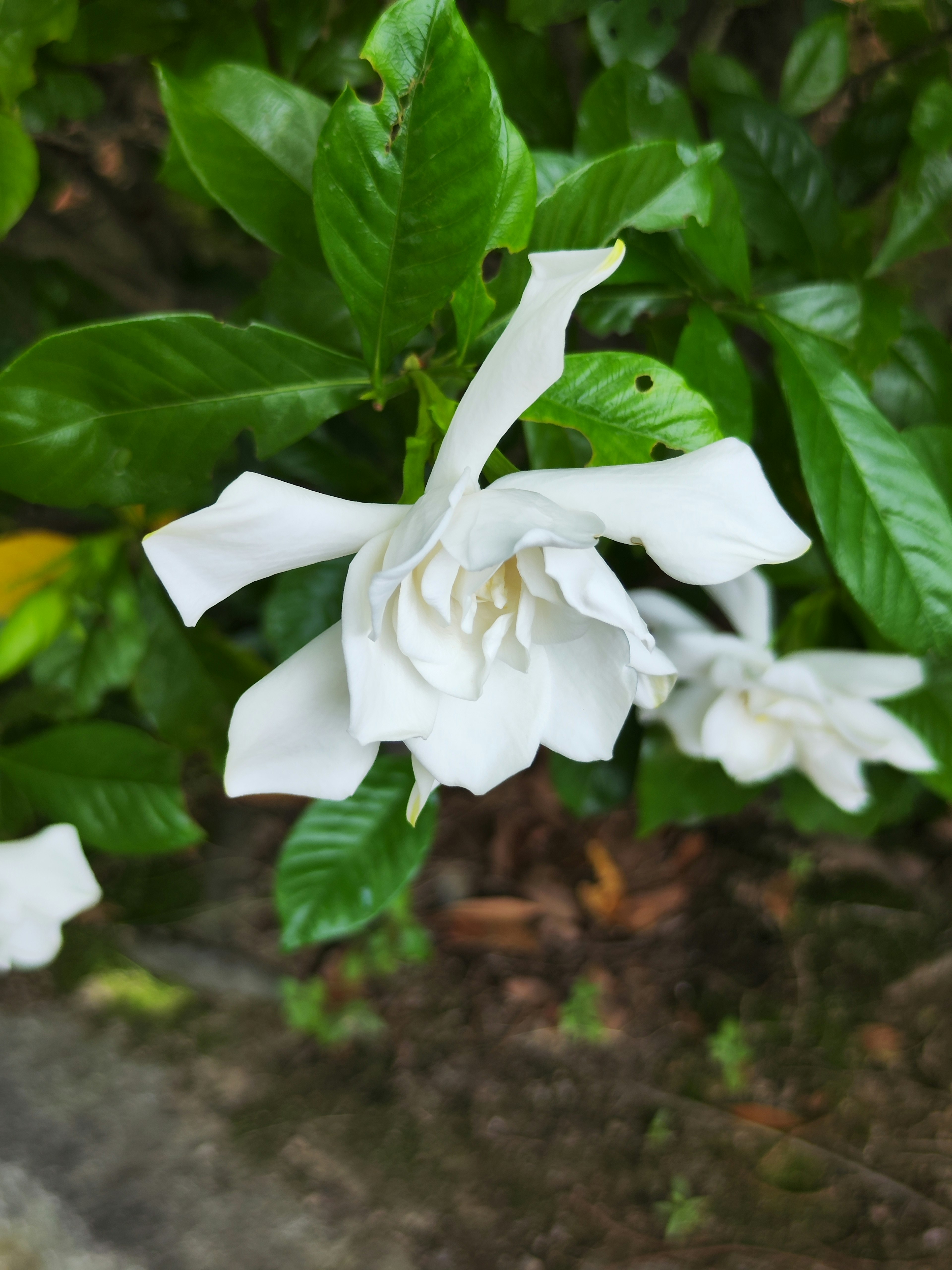 白いガーデニアの花が緑の葉の間に咲いている