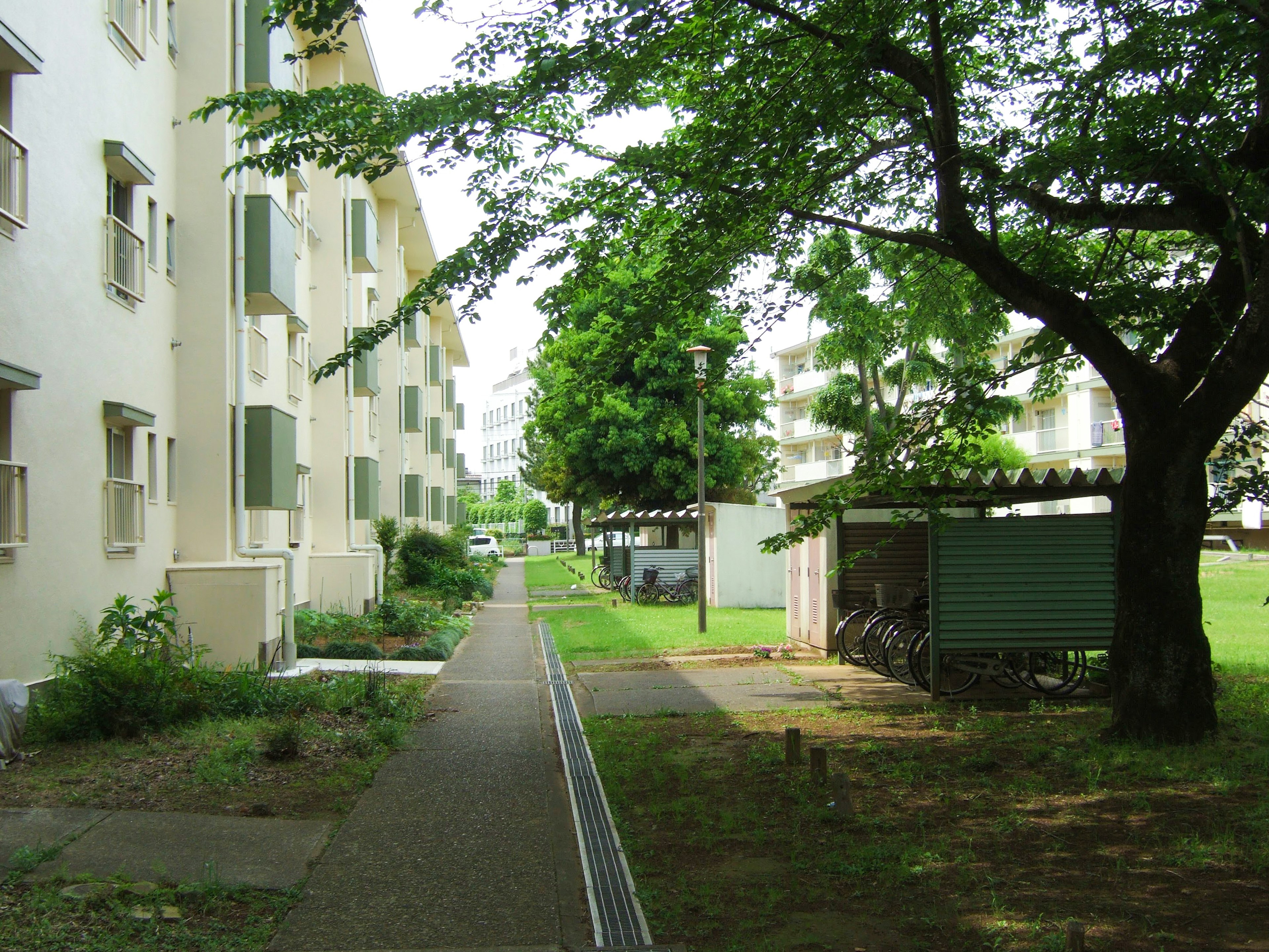 緑の木々に囲まれた住宅街の歩道と建物の風景