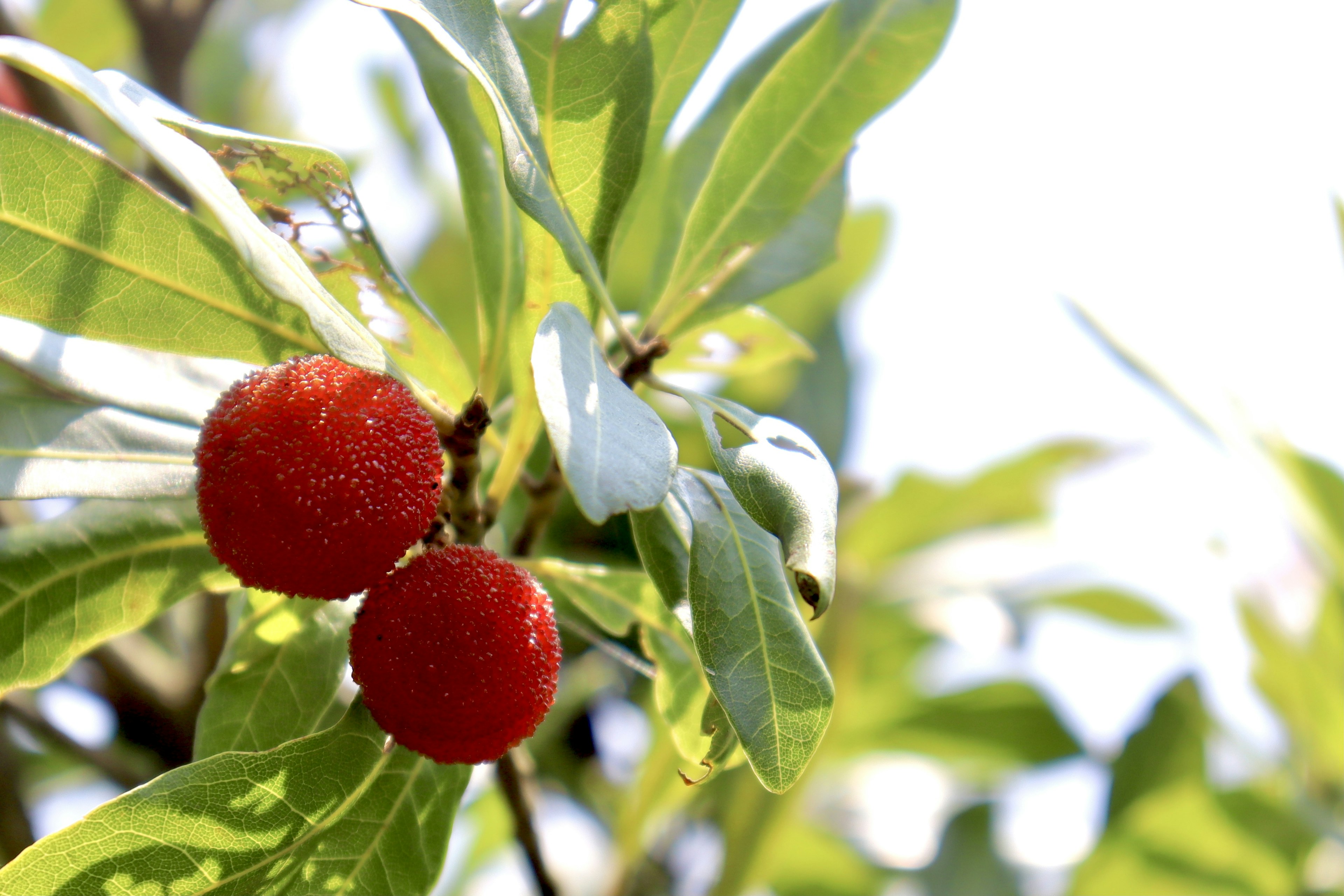 Acercamiento de una planta con frutos rojos y hojas verdes