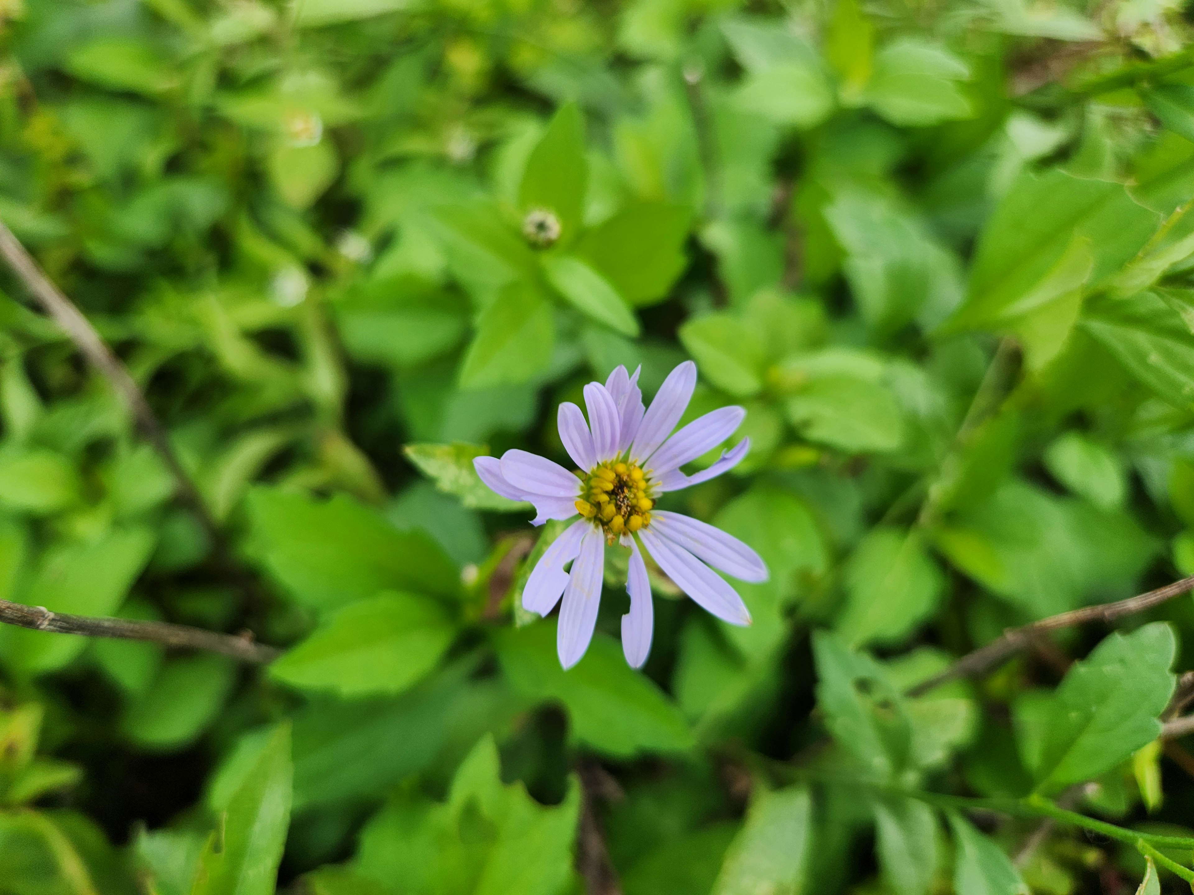 A light purple flower blooming among green leaves