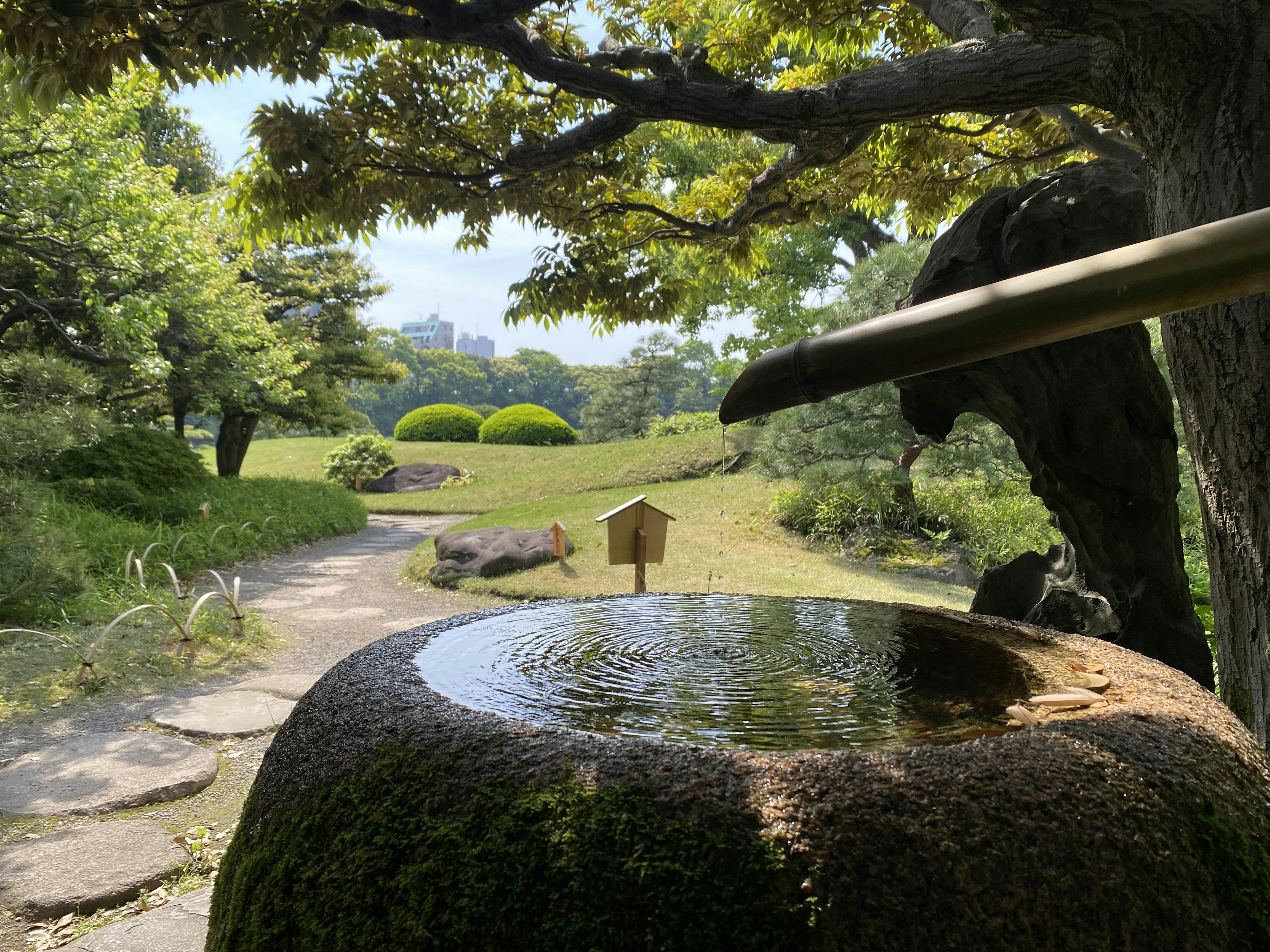 Scenic view of a stone water basin and bamboo water spout in a lush garden