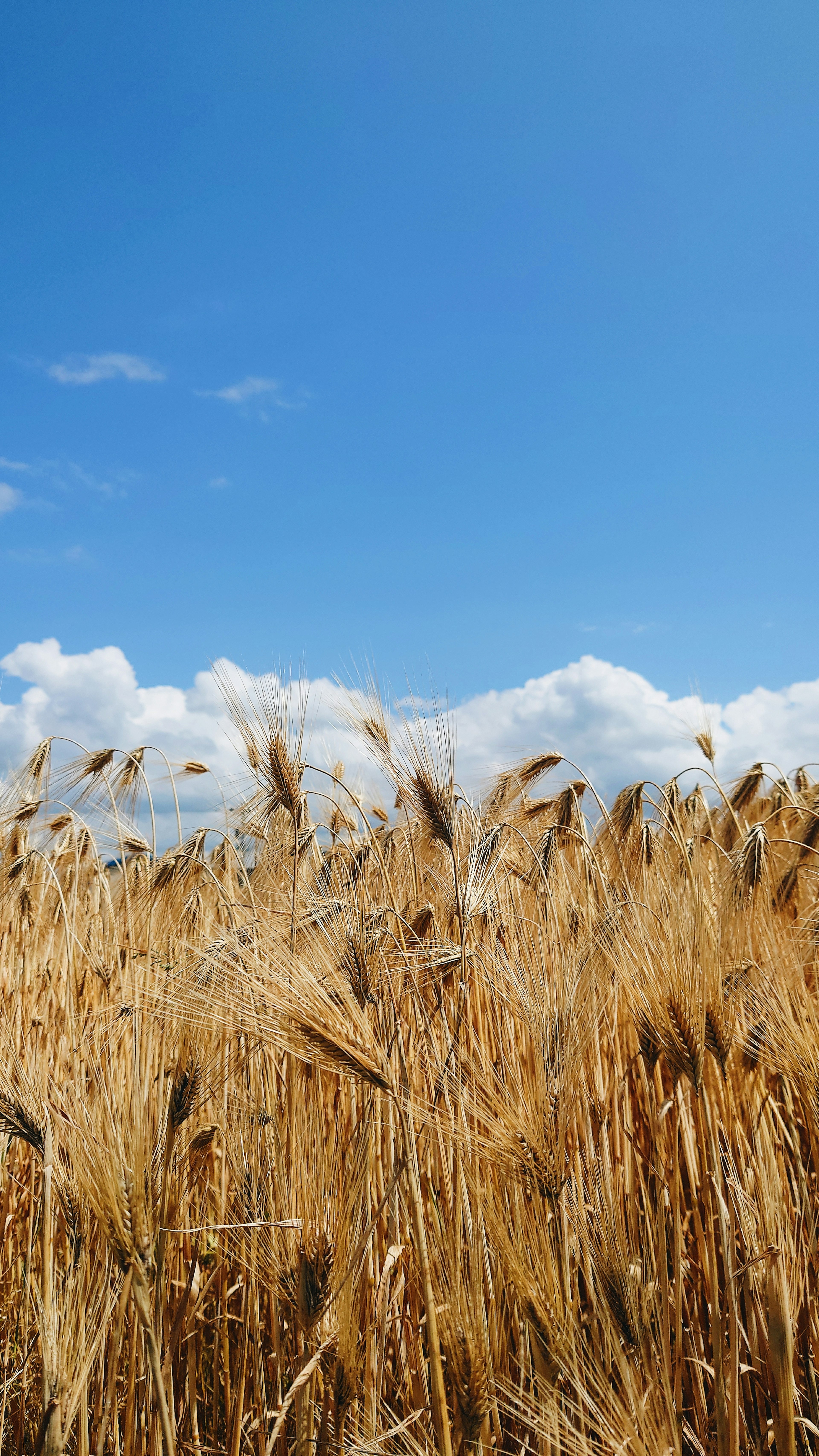 Goldenes Weizenfeld unter einem blauen Himmel mit weißen Wolken