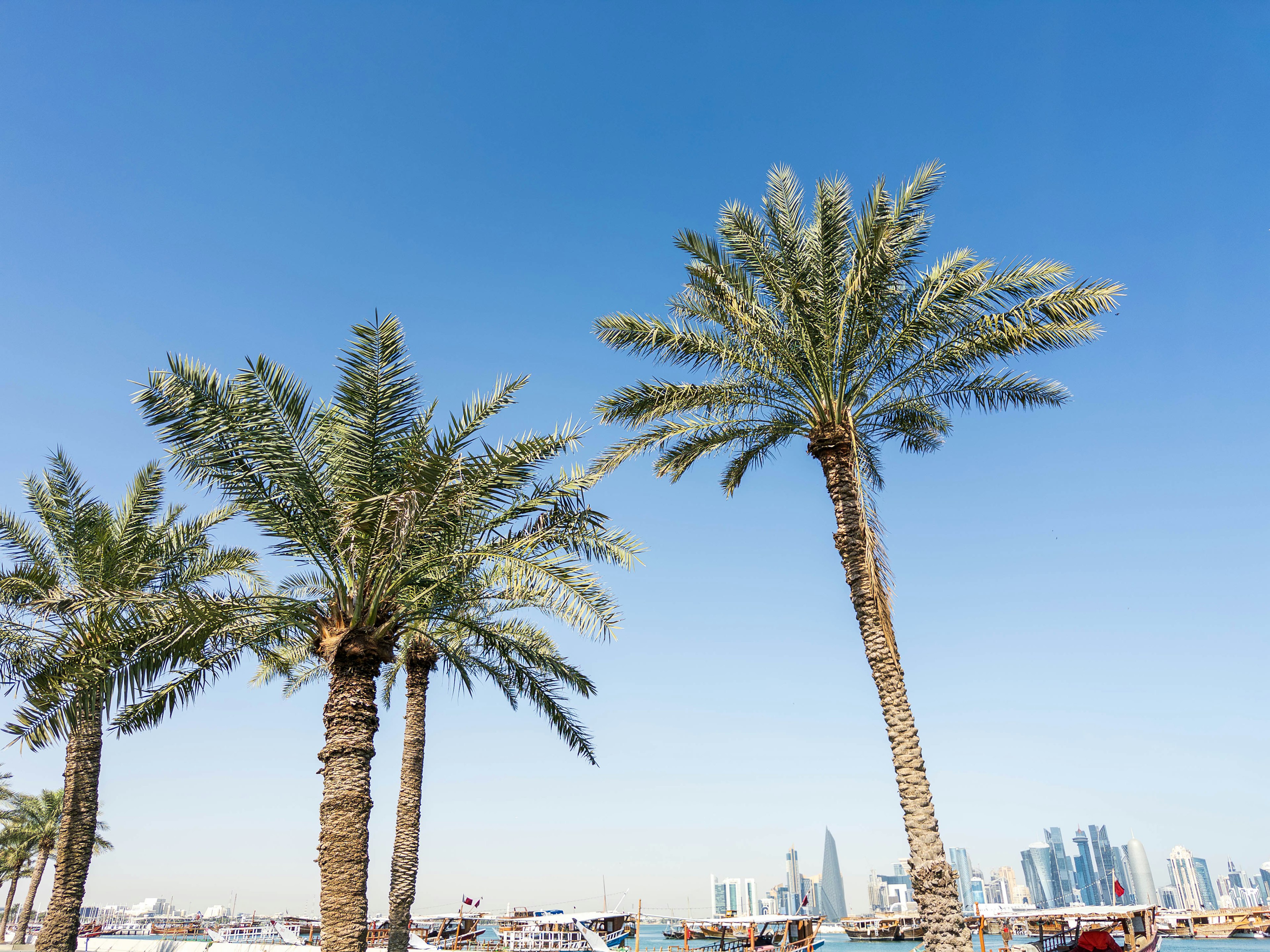 Tall palm trees under a clear blue sky with a city skyline in the background