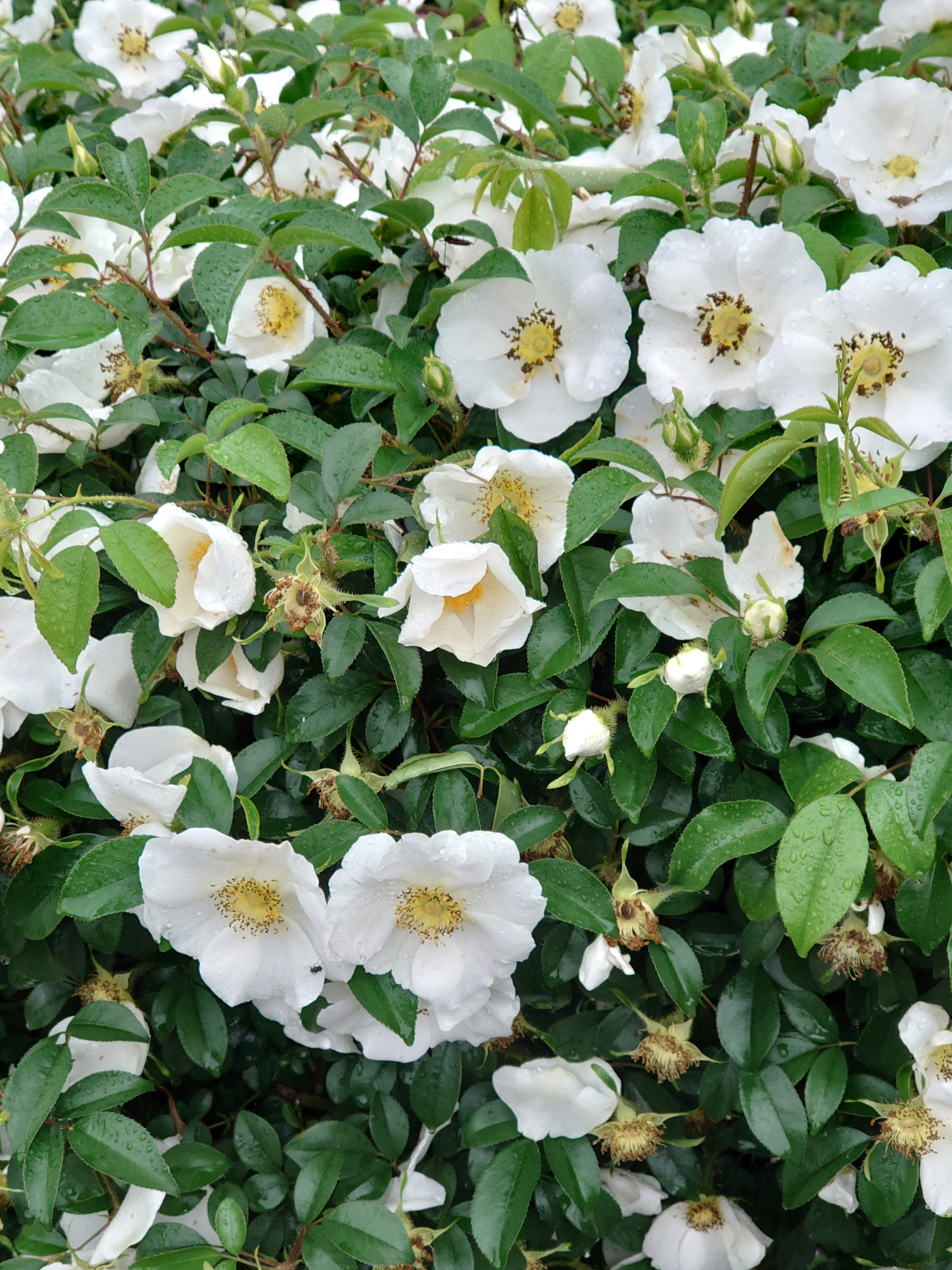 Ein Busch mit weißen Blumen und grünen Blättern