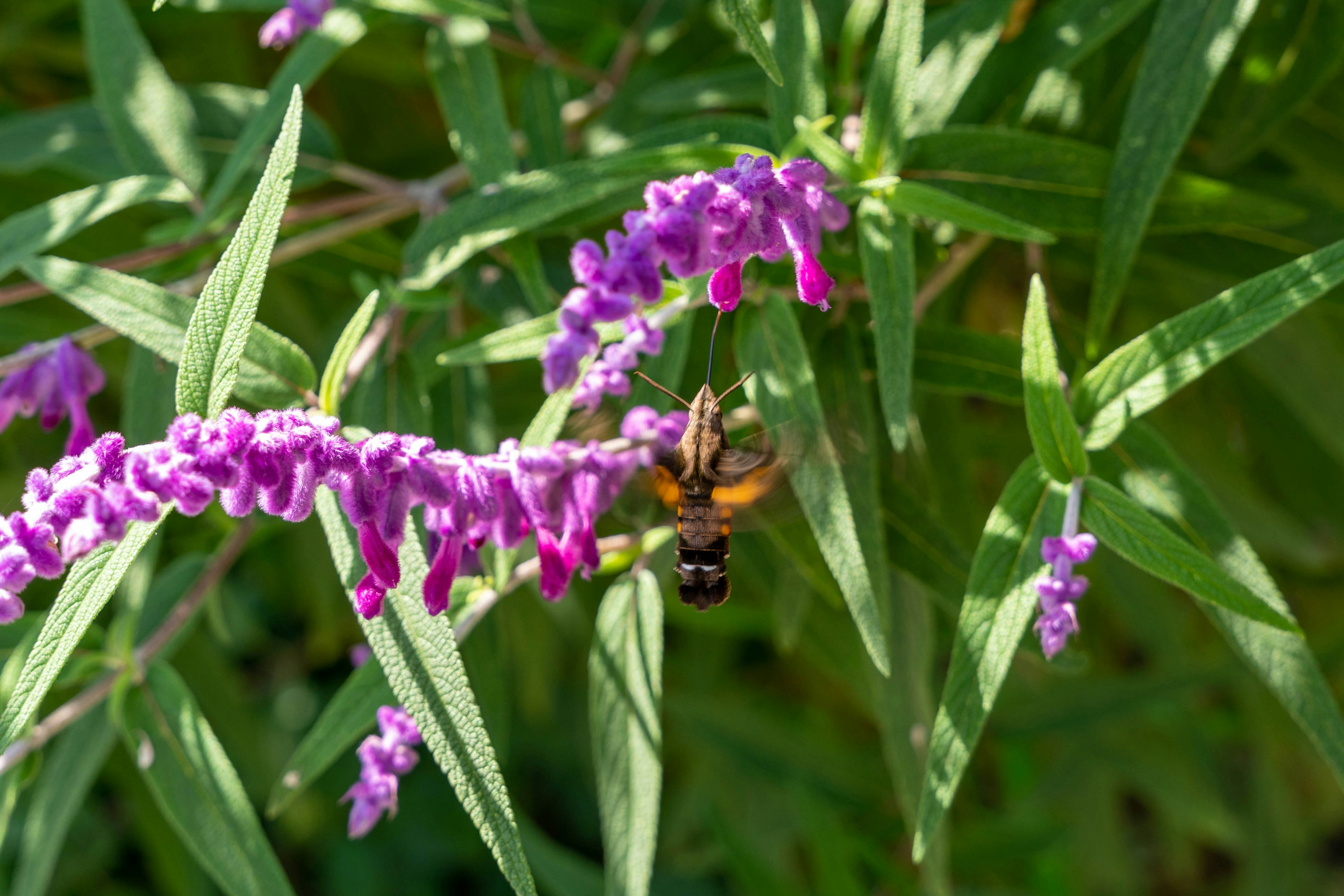 Abeja en flores moradas con hojas verdes